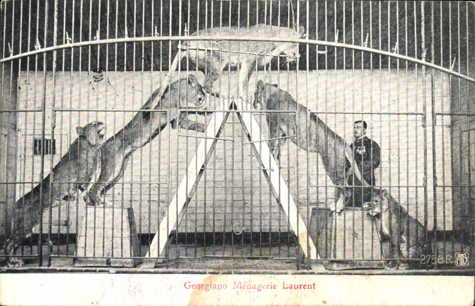 CPA Lion Lionne Georgiano Menagerie Laurent 