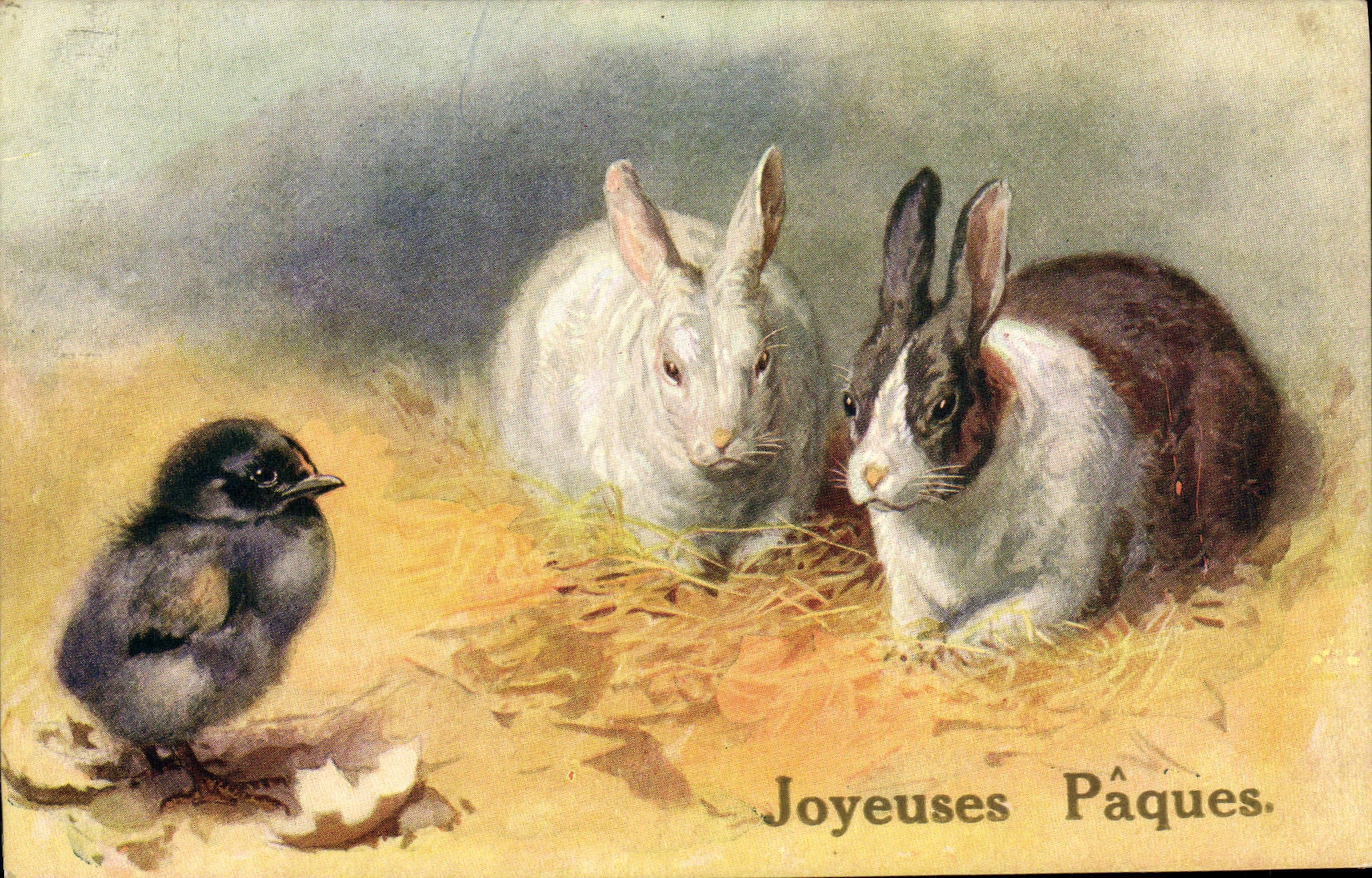 CPA Lapin Lapins Poussin