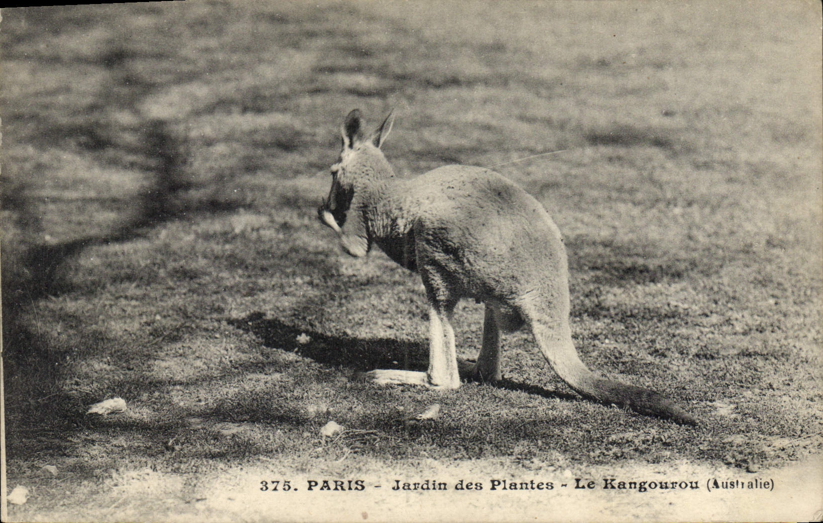 Vintage Postcard Paris Botanical garden the Australia kangaroo