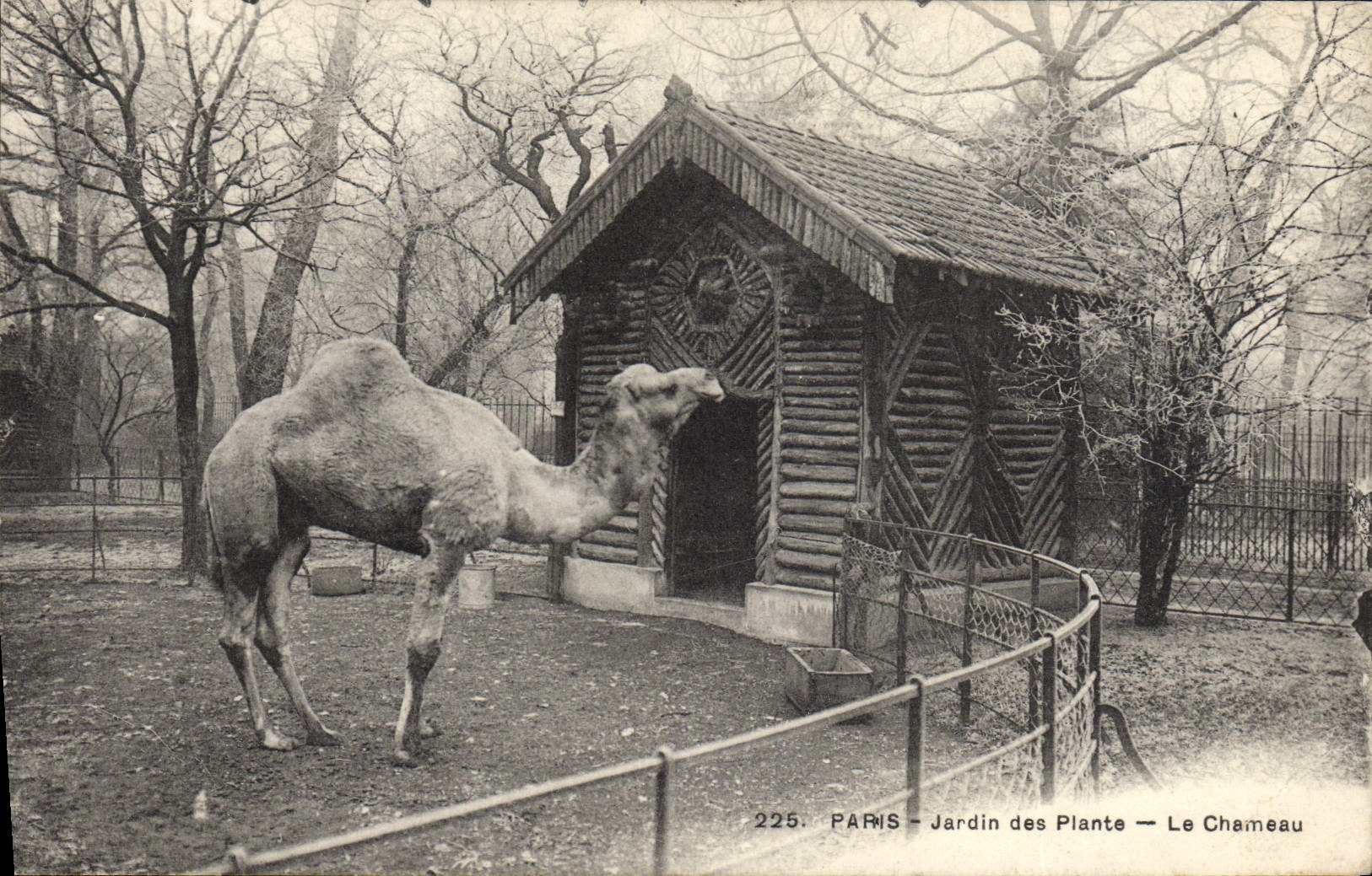 CPA Paris Jardin des plantes Le chameau 