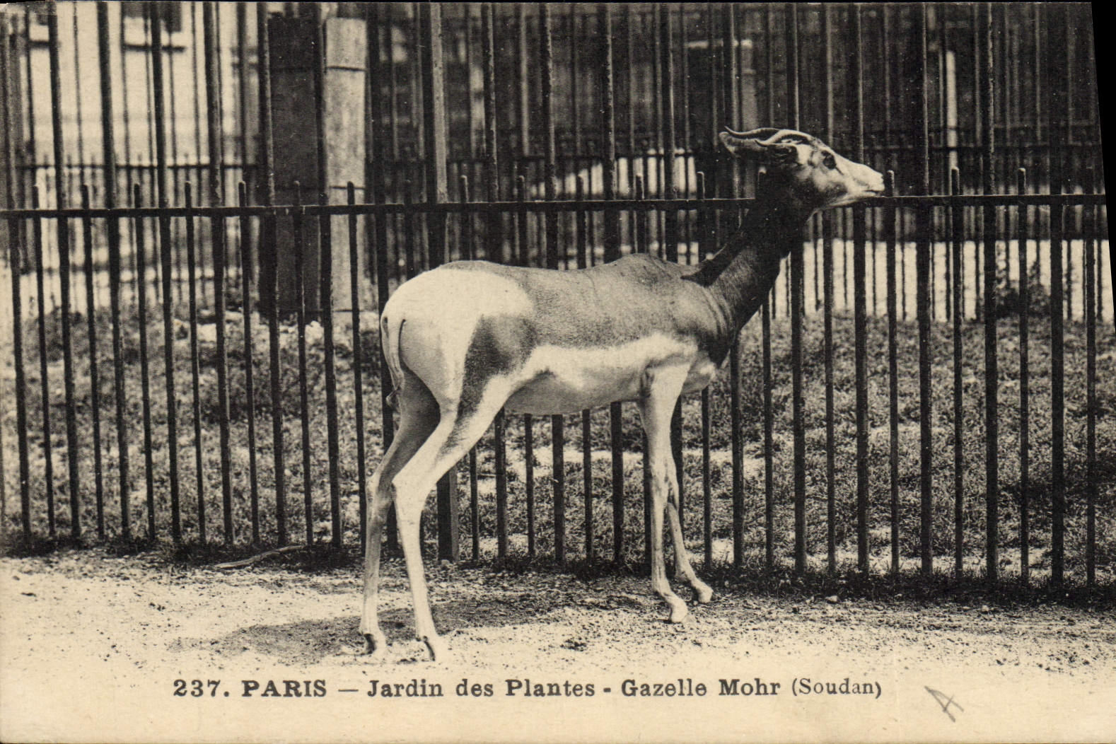 CPA Paris Jardin des plantes Gazelle Mohr Soudan
