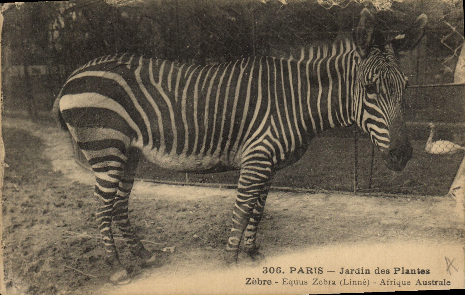Vintage Postcard Paris Botanical garden Streaks Equus Zebra Southern Africa