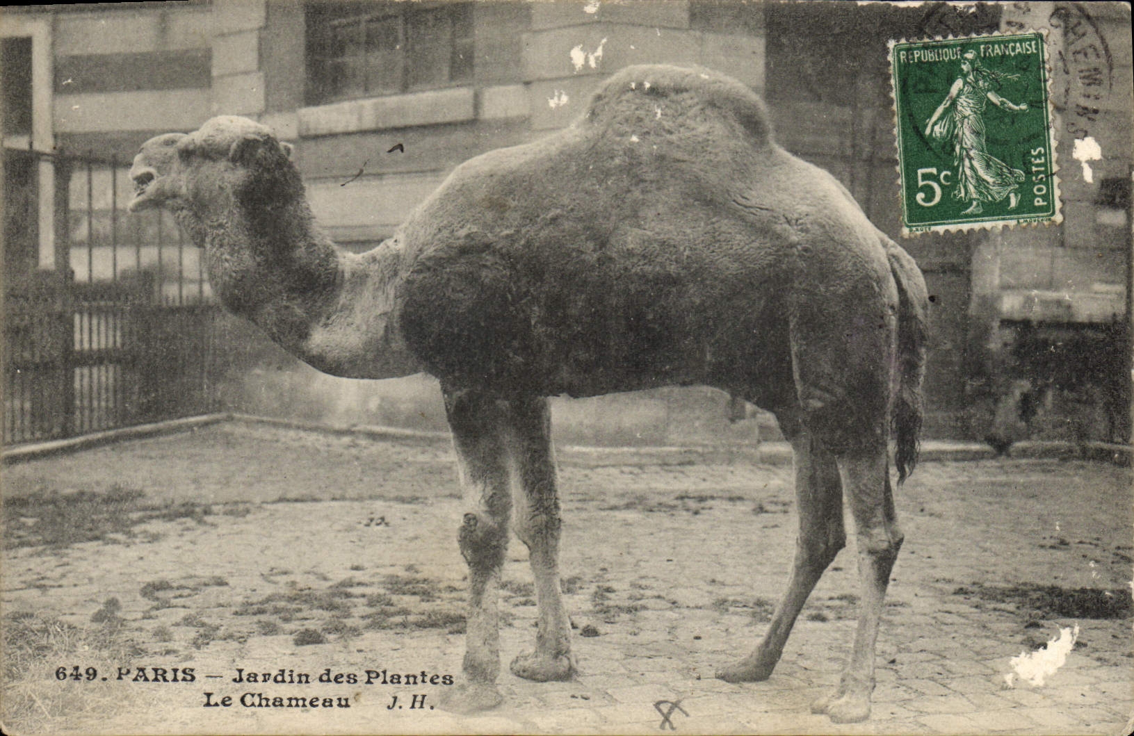 CPA Paris Jardin des plantes Le chameau