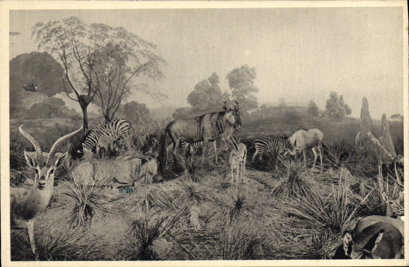 Vintage Postcard Galeries of the duke of Orleans Zebu Streaks