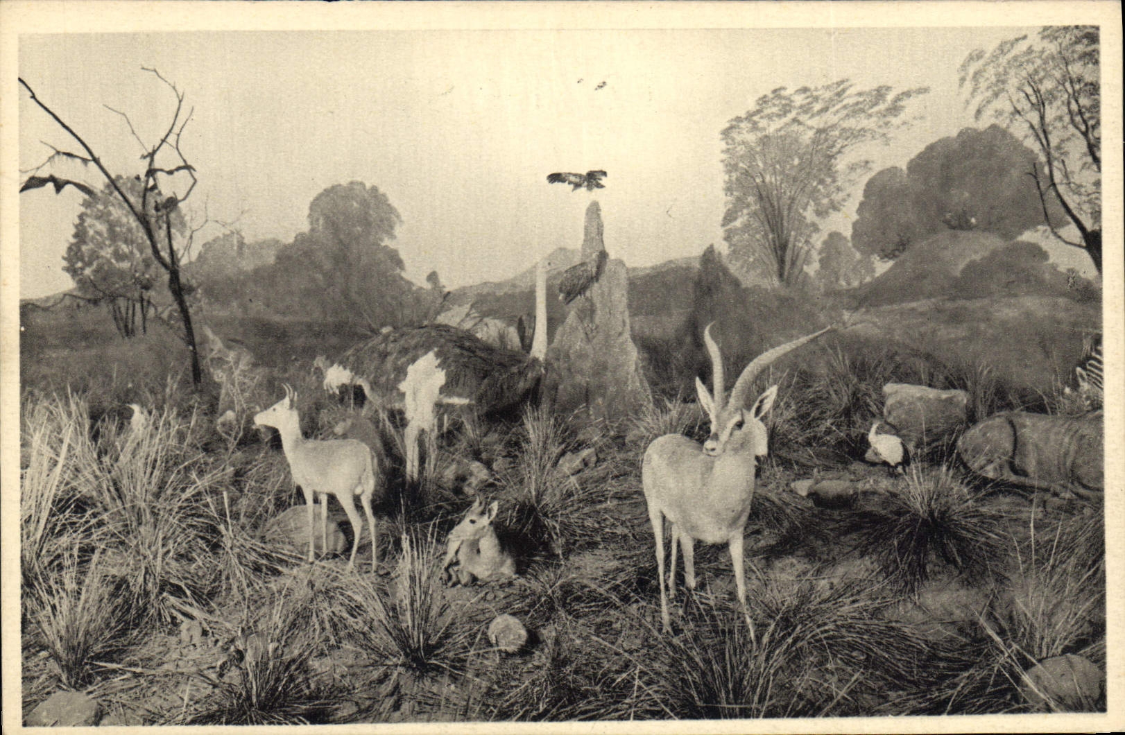 Vintage Postcard Galleries of the duke of Orleans