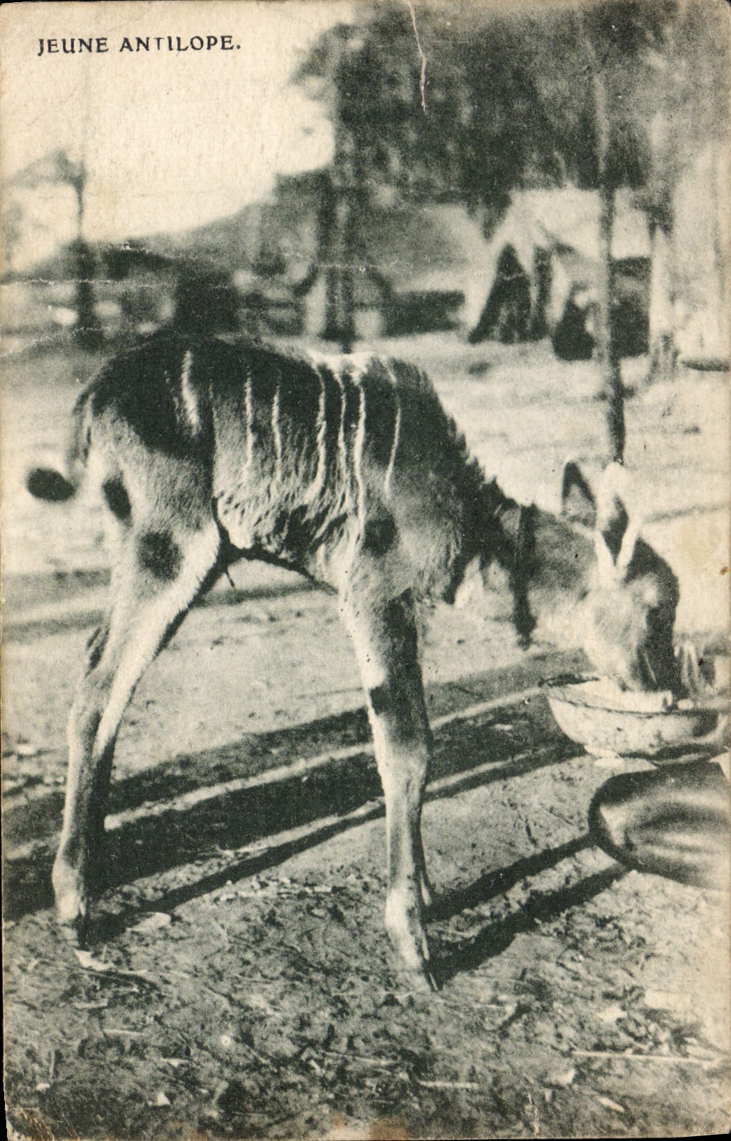 Vintage Postcard Young person antelope