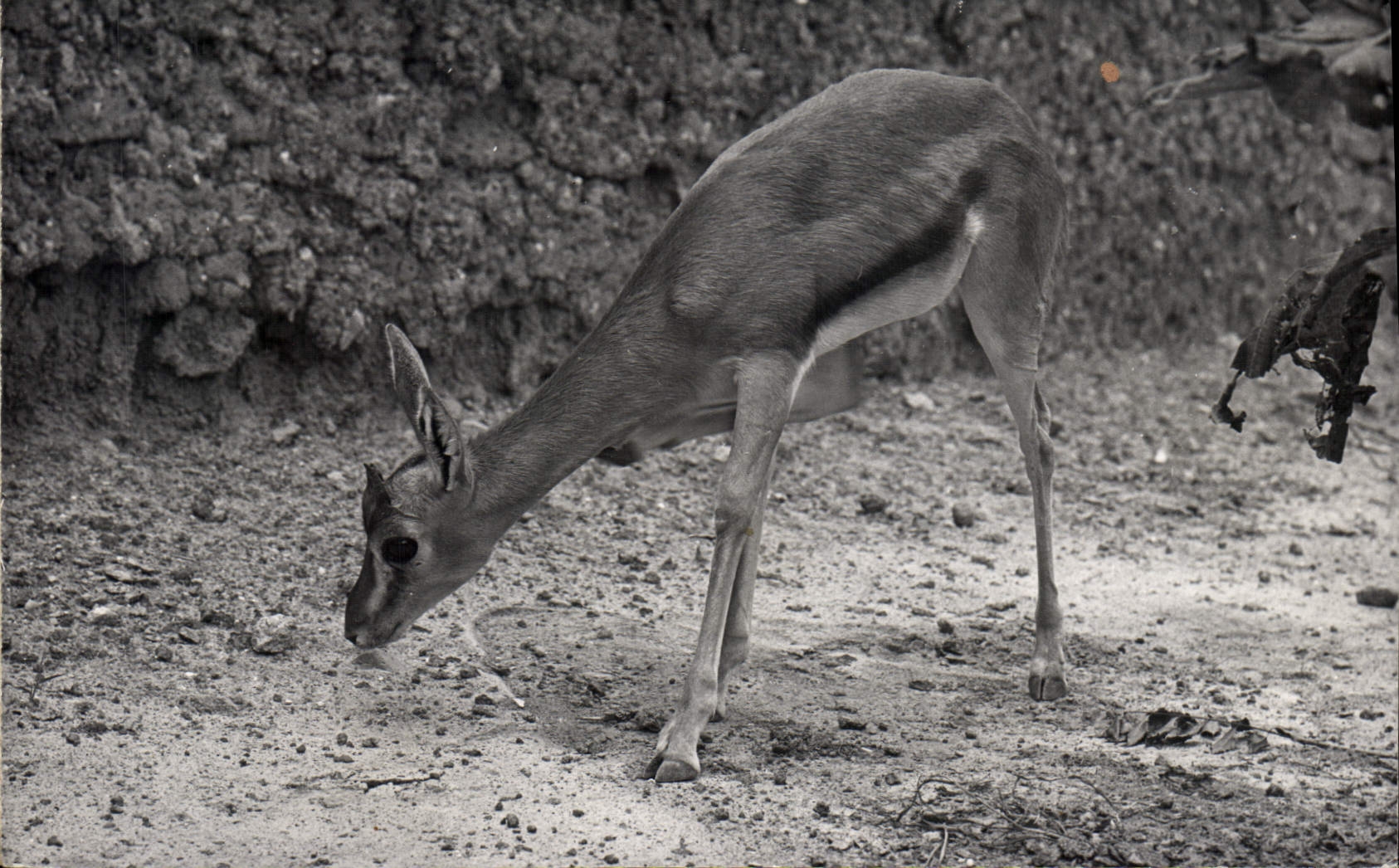 Modern Postcard Antelope