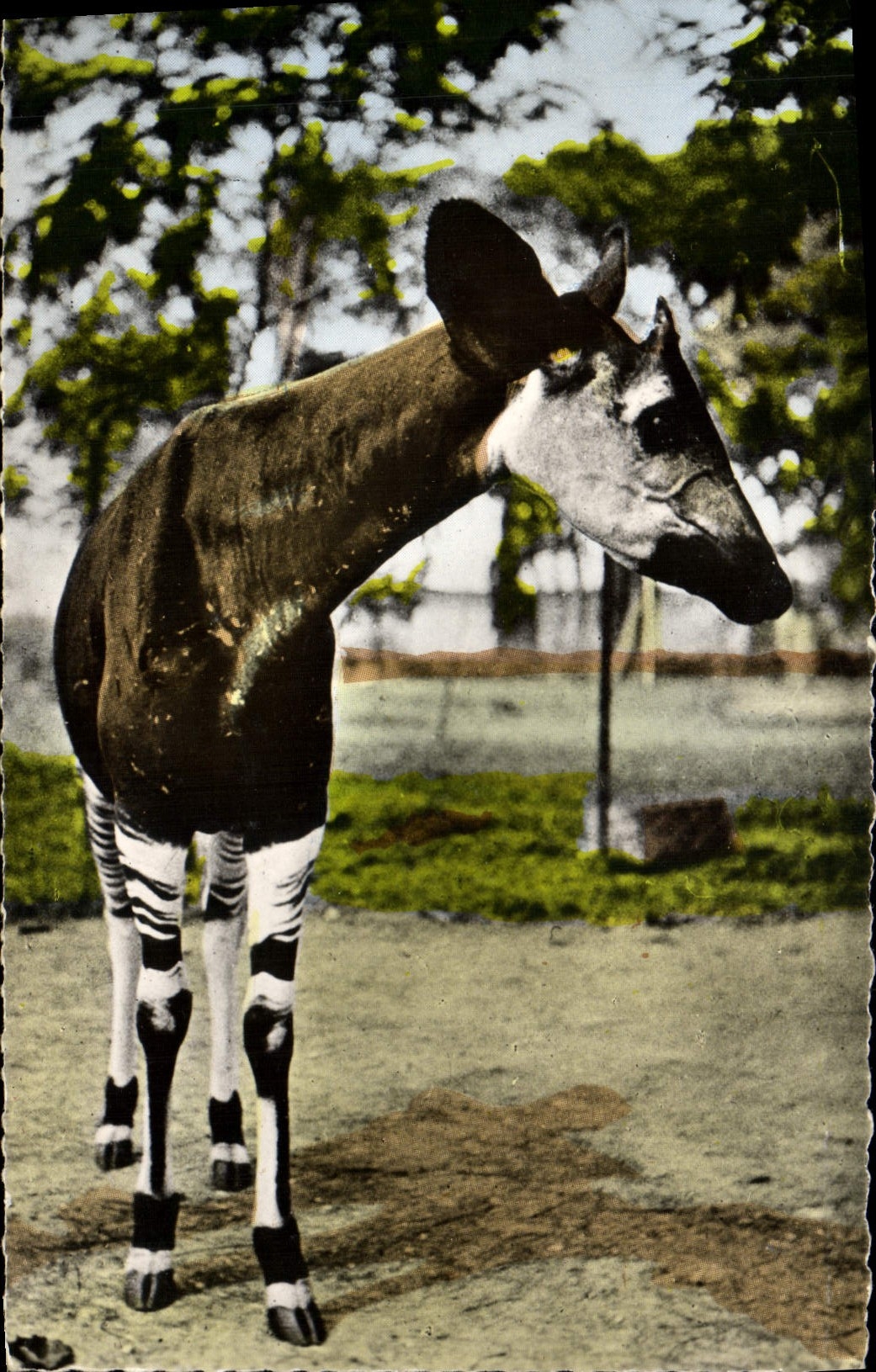 Modern Postcard African wildlife Okapi