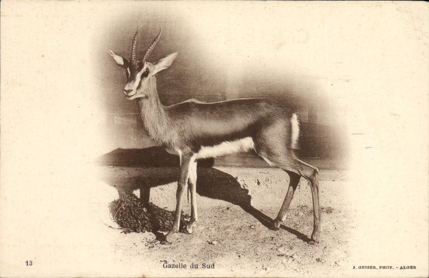 Vintage Postcard Gazelle of the South
