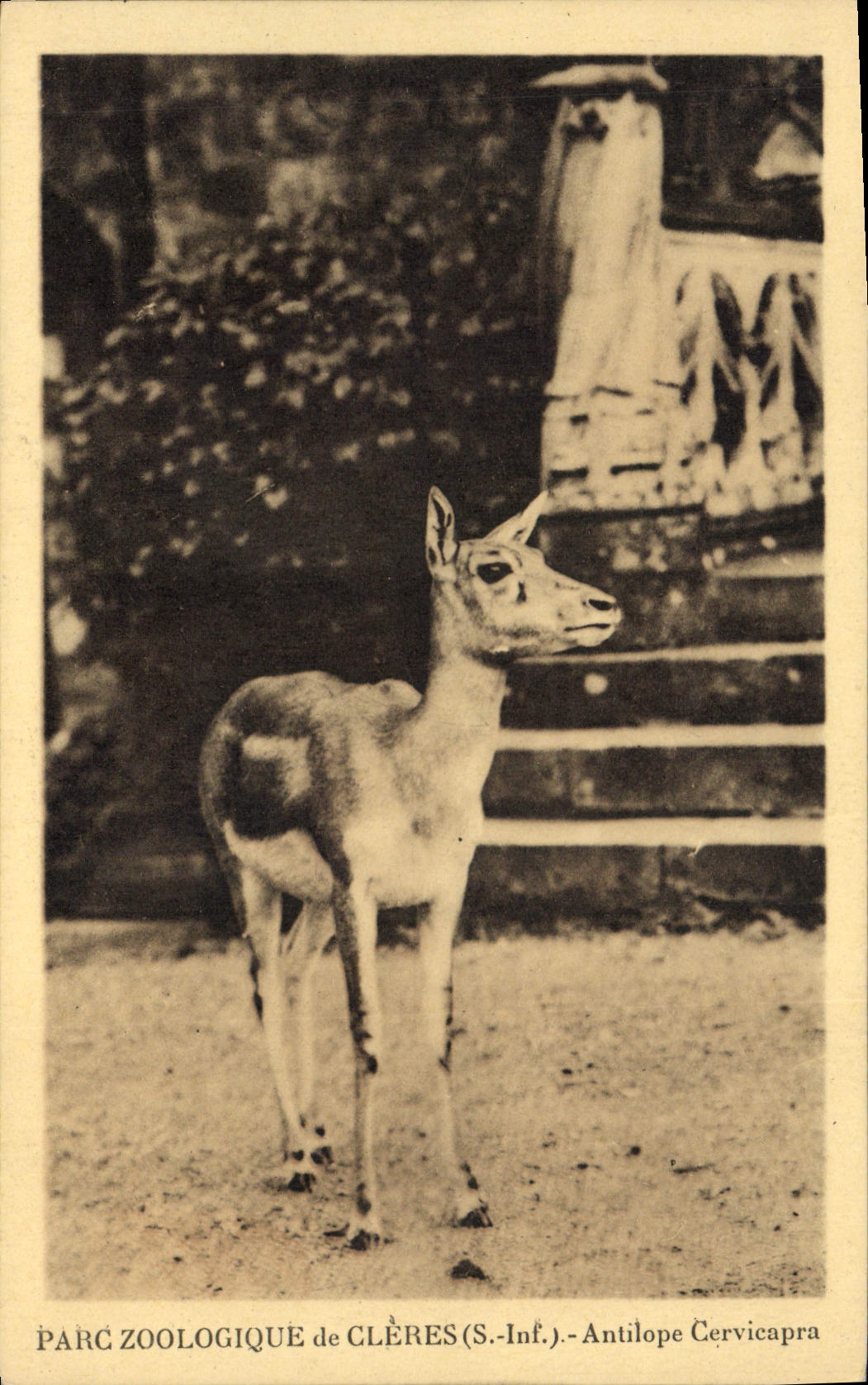 CPA Parc zoologique de Cleres Antilope Cervicapra