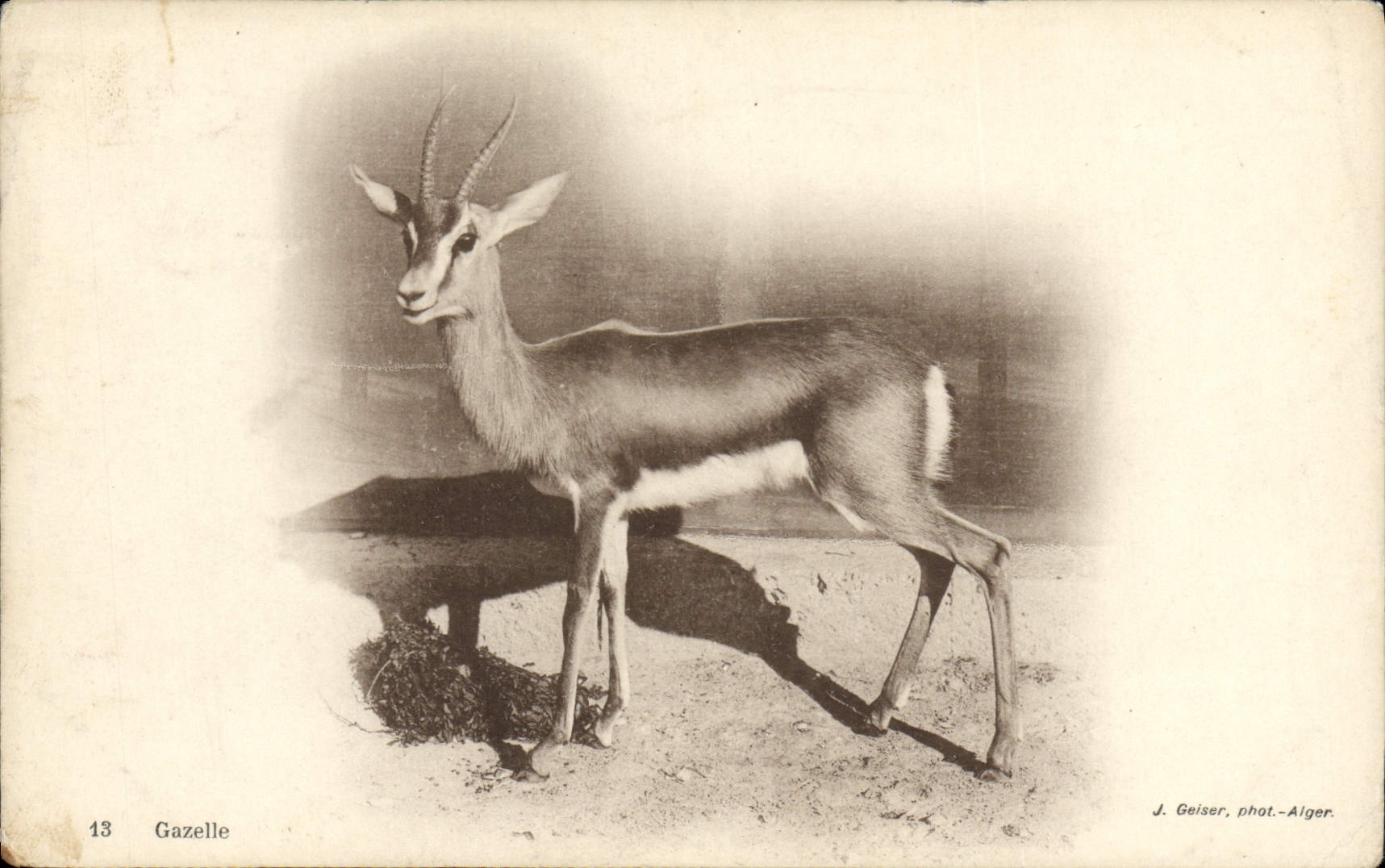 CPA Gazelle