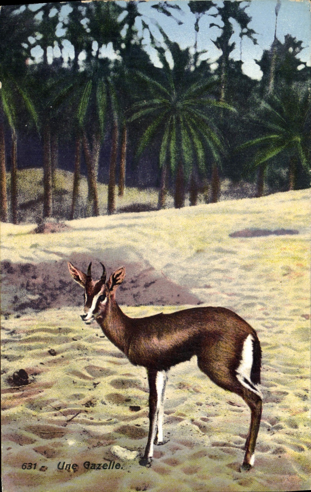 CPA Une gazelle