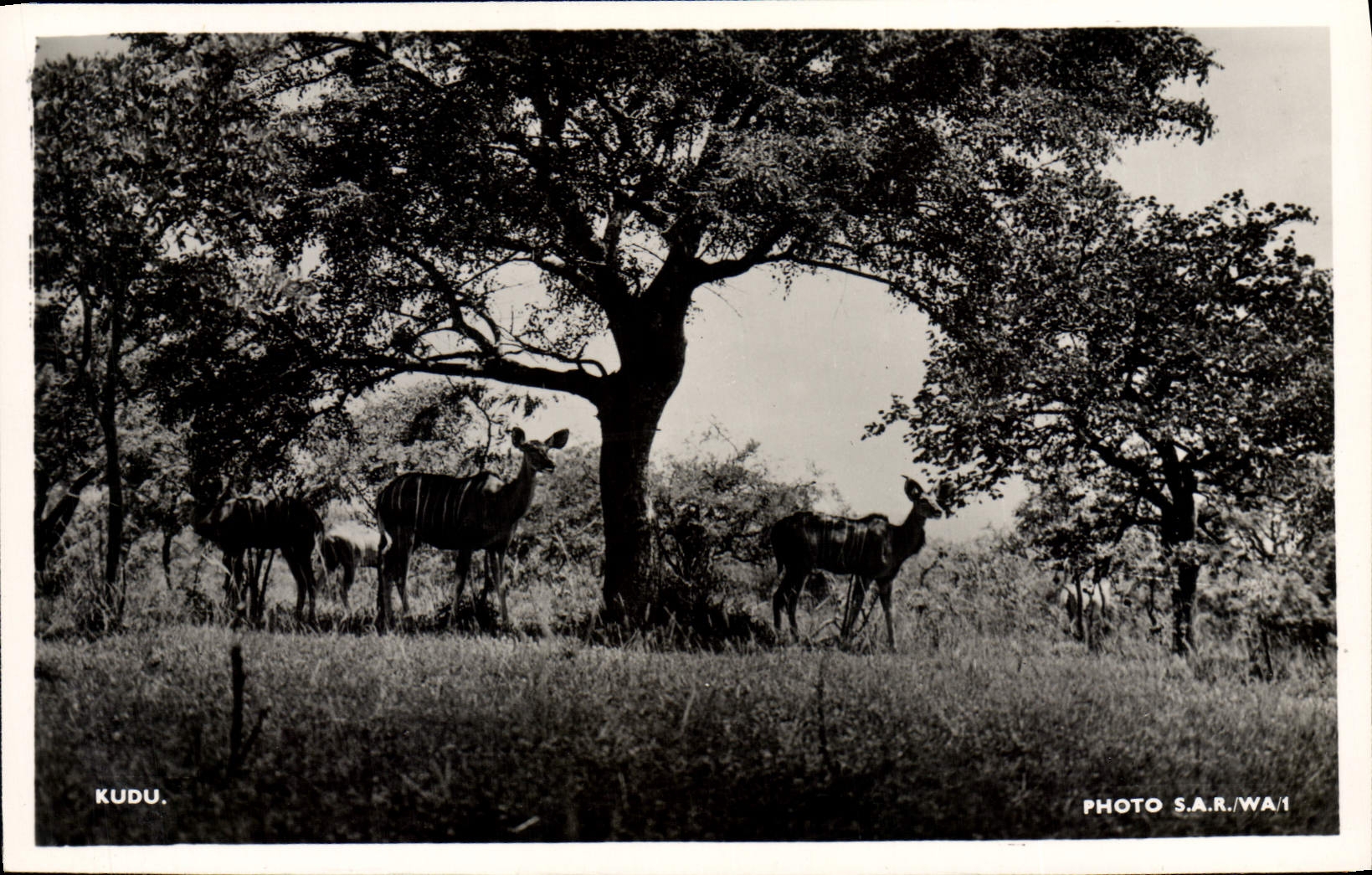 Modern Postcard Kudu Antelopes