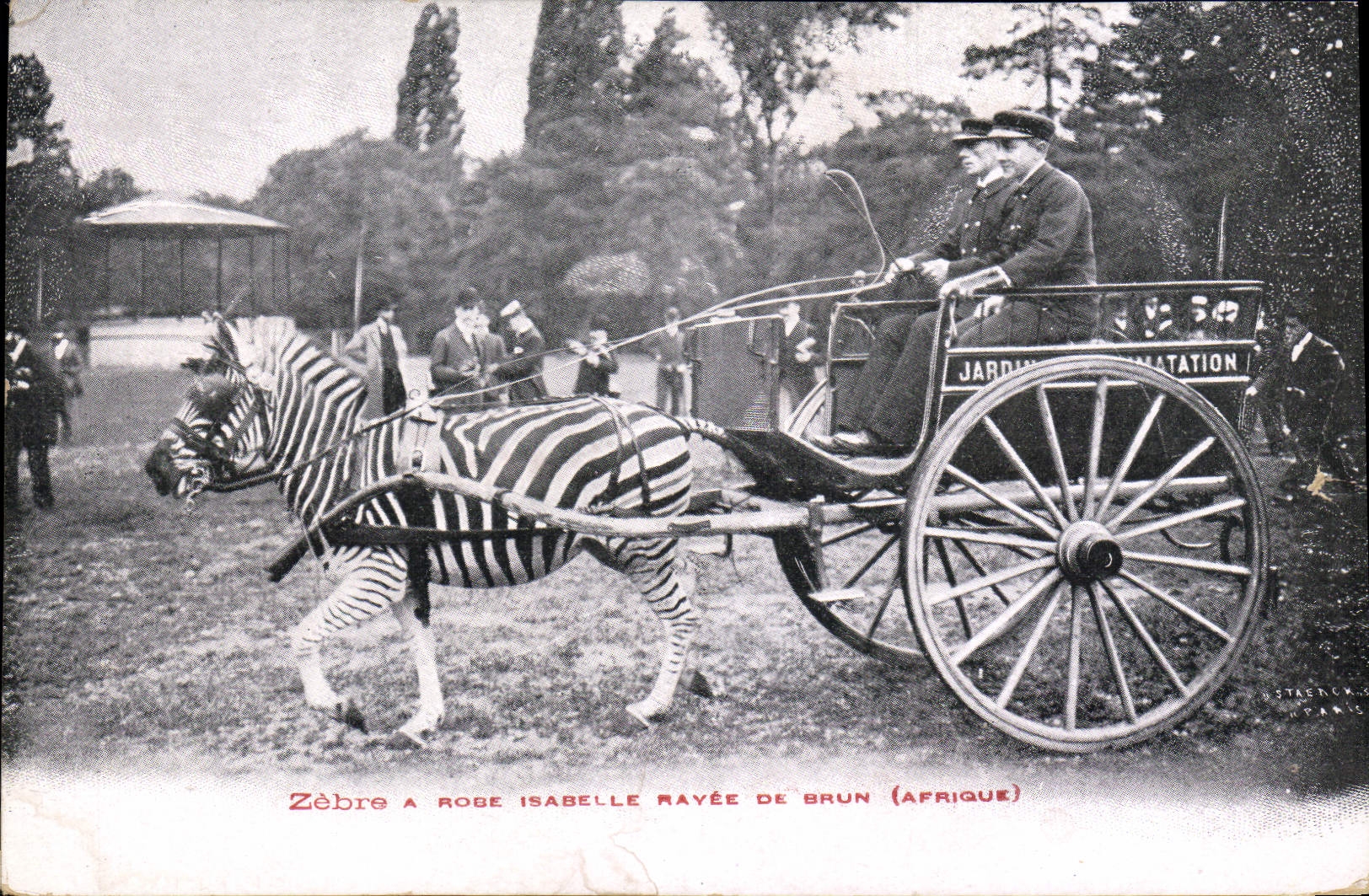 Vintage Postcard Zebre has dress Isabelle rayee brown Africa
