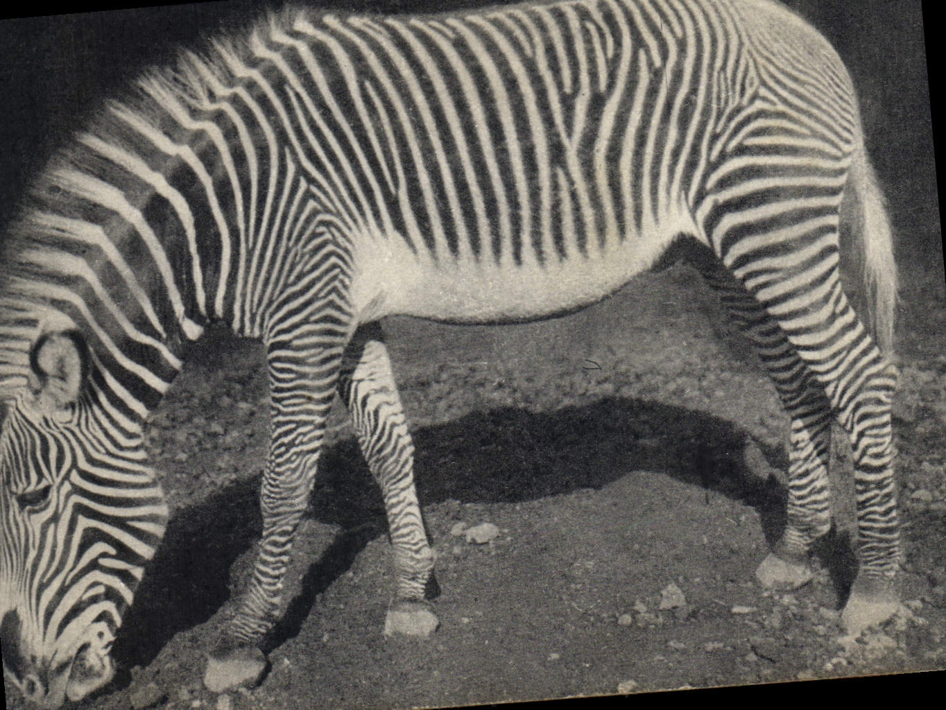 CPA Museum National d'Histoire Naturelle Parc zoologique du bois de Vincennes Paris Zebre de Grevy 