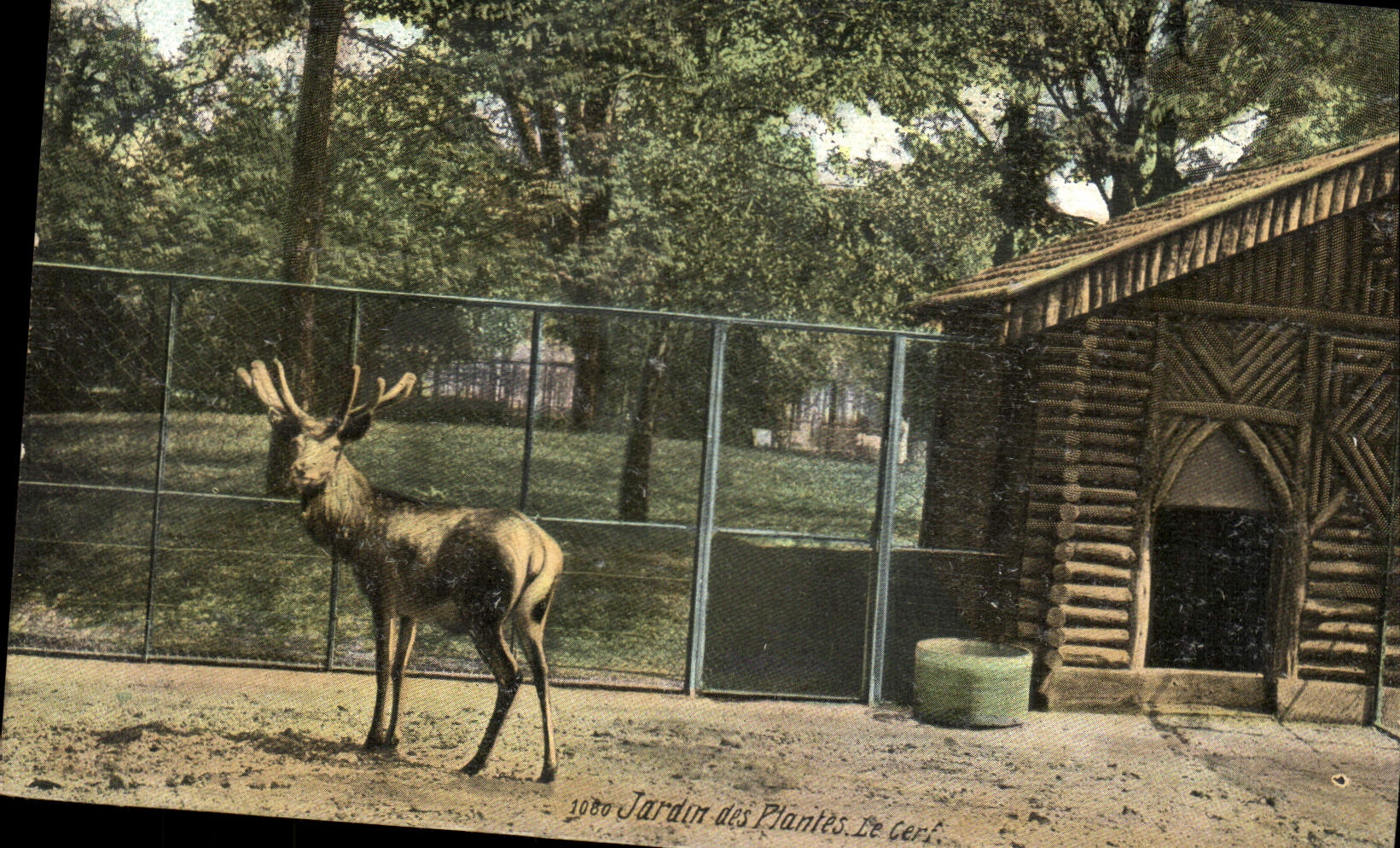 CPA Paris Jardin des Plantes Le cerf 