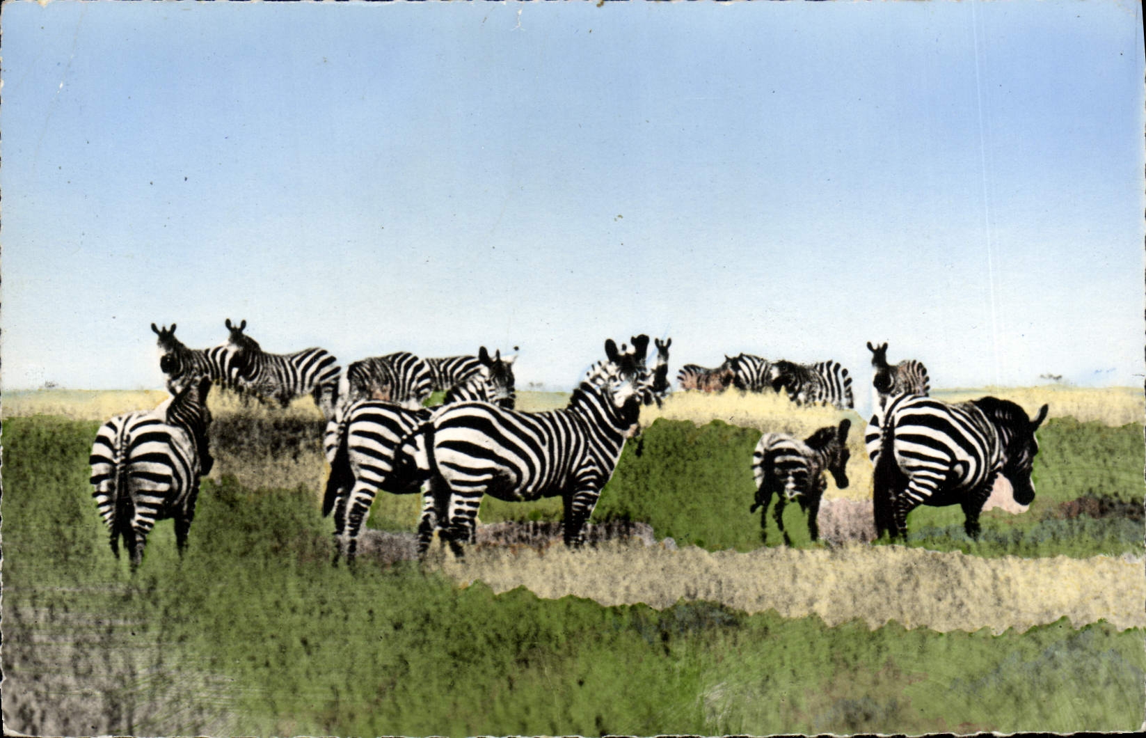 Modern Postcard African wildlife Herd of zebras