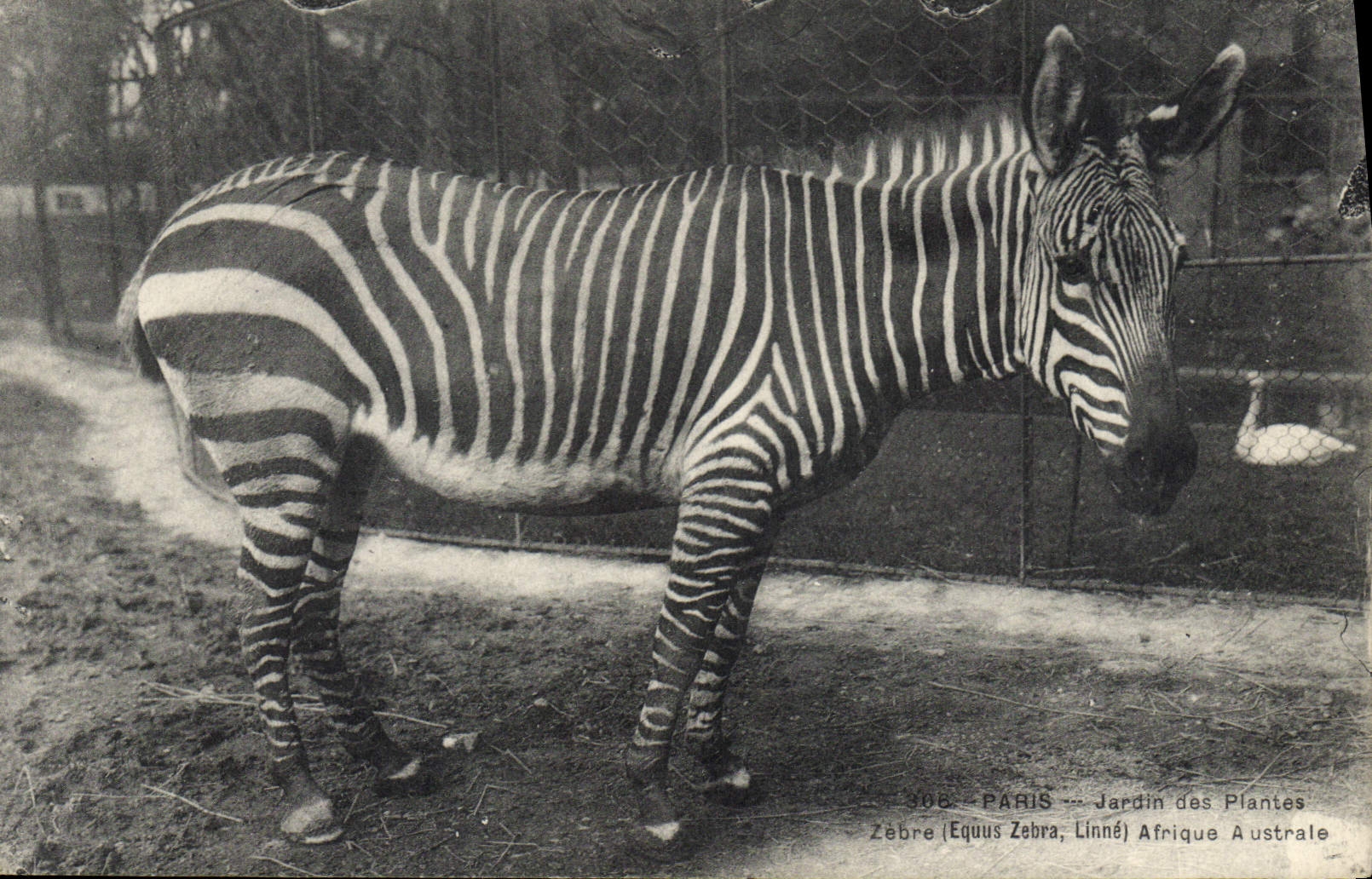 Vintage Postcard Paris Botanical garden Streaks Southern Africa