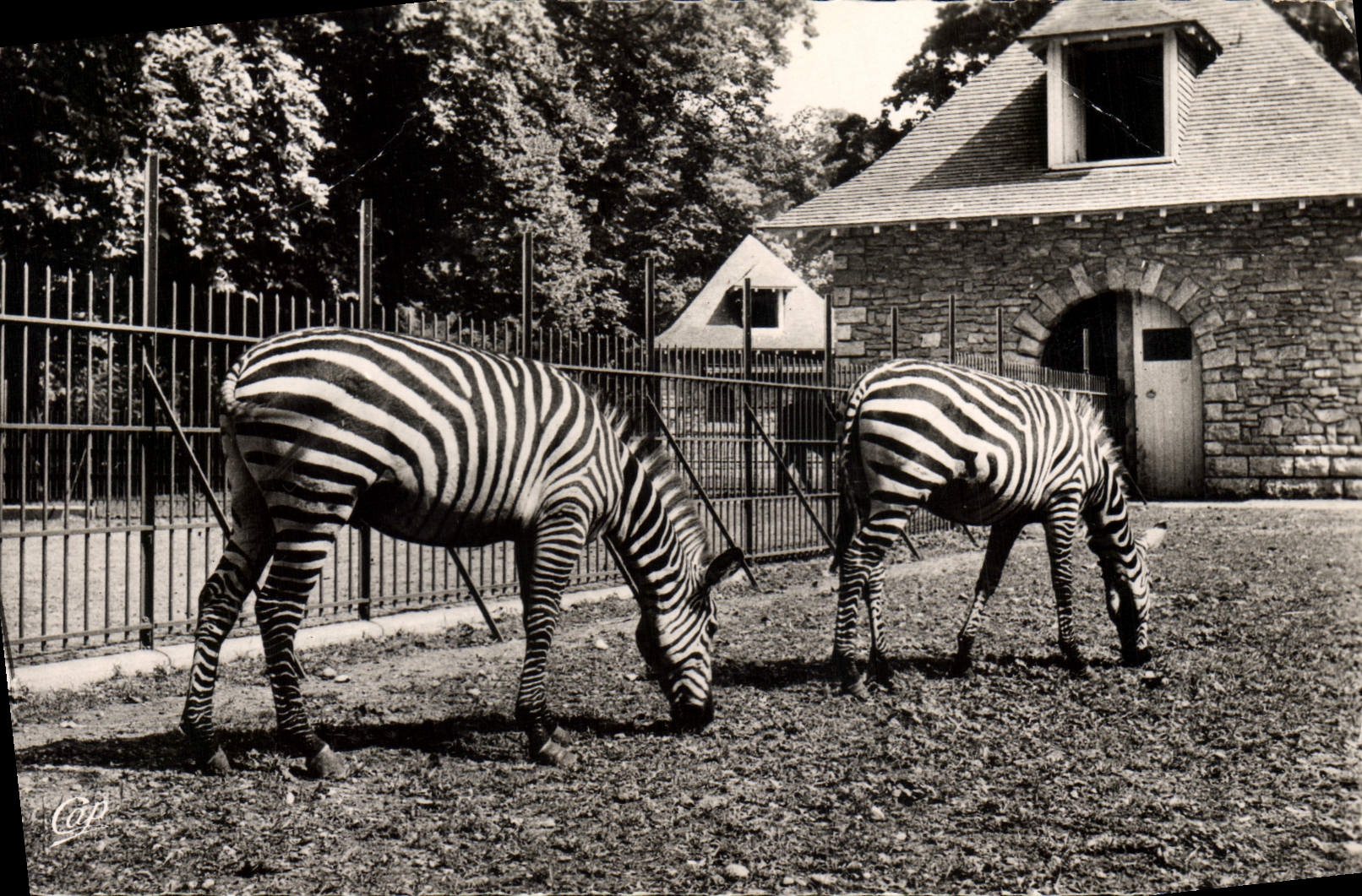 CPM Lyon Parc de la Tete d'or Les zebres 