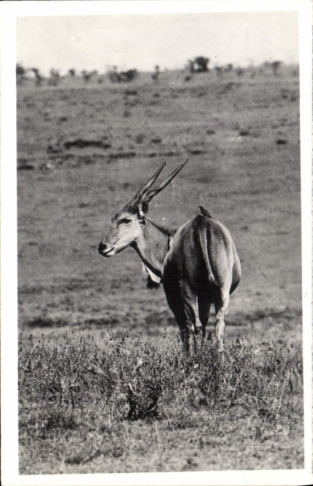 Vintage Postcard Kenya Uganda Tanganyka