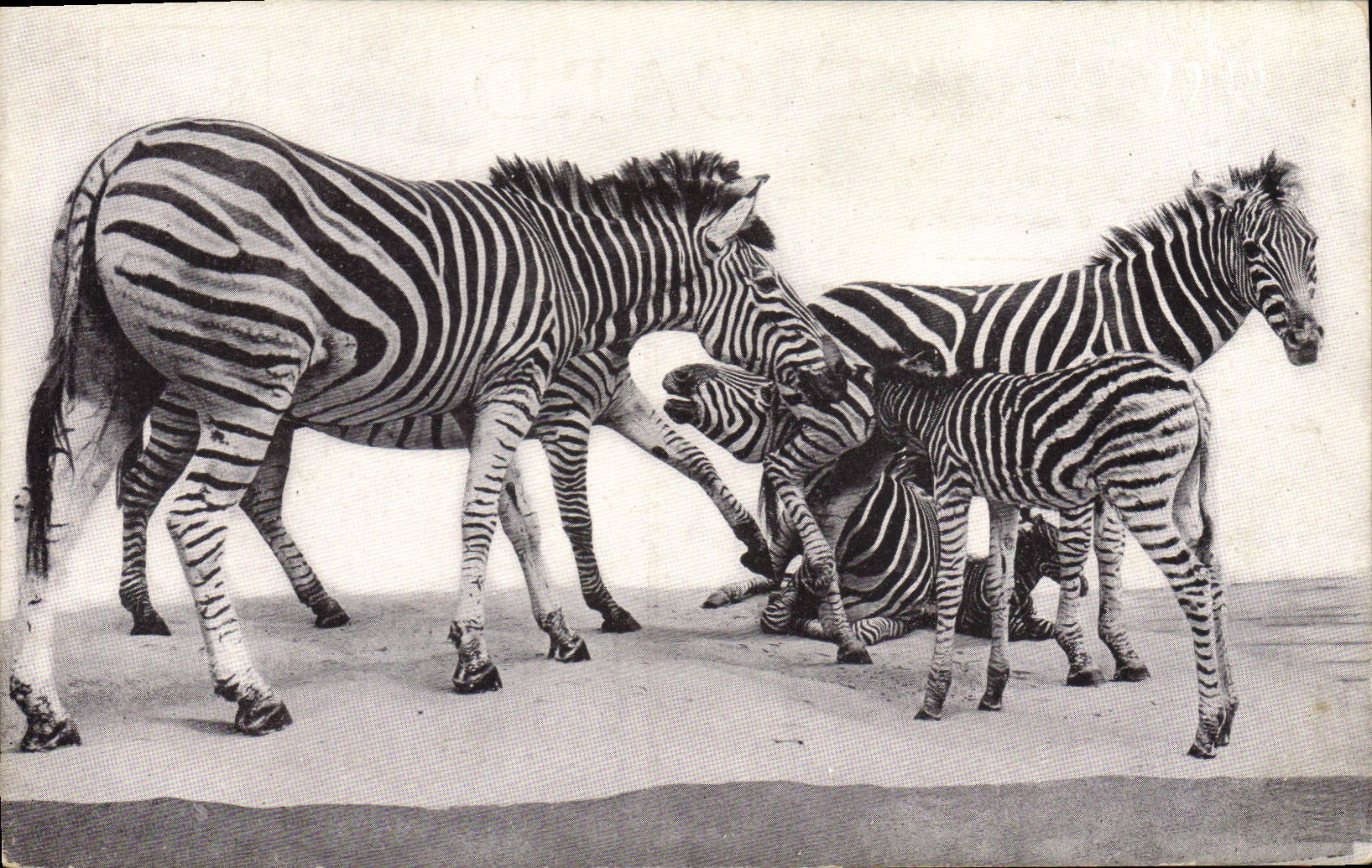 Vintage Postcard Field Museum of Natural History Chicago Transvaal Streaked Zebra