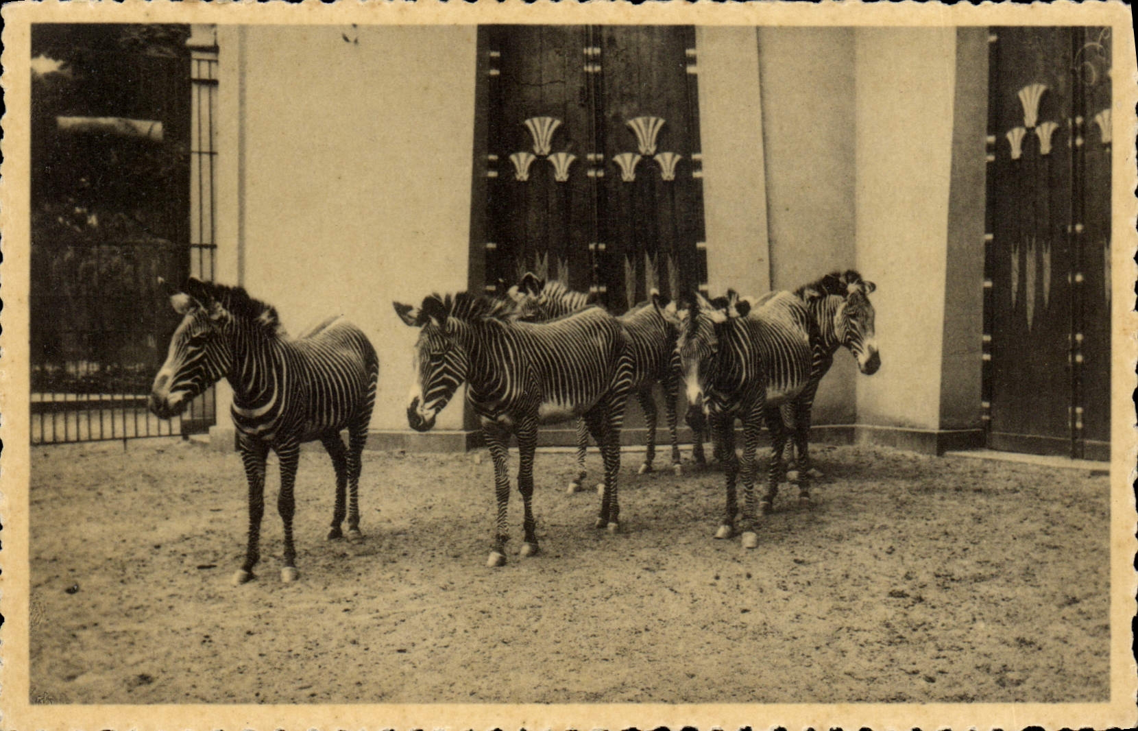 CPA Jardin zoologique Anvers Zebres de Grevy 