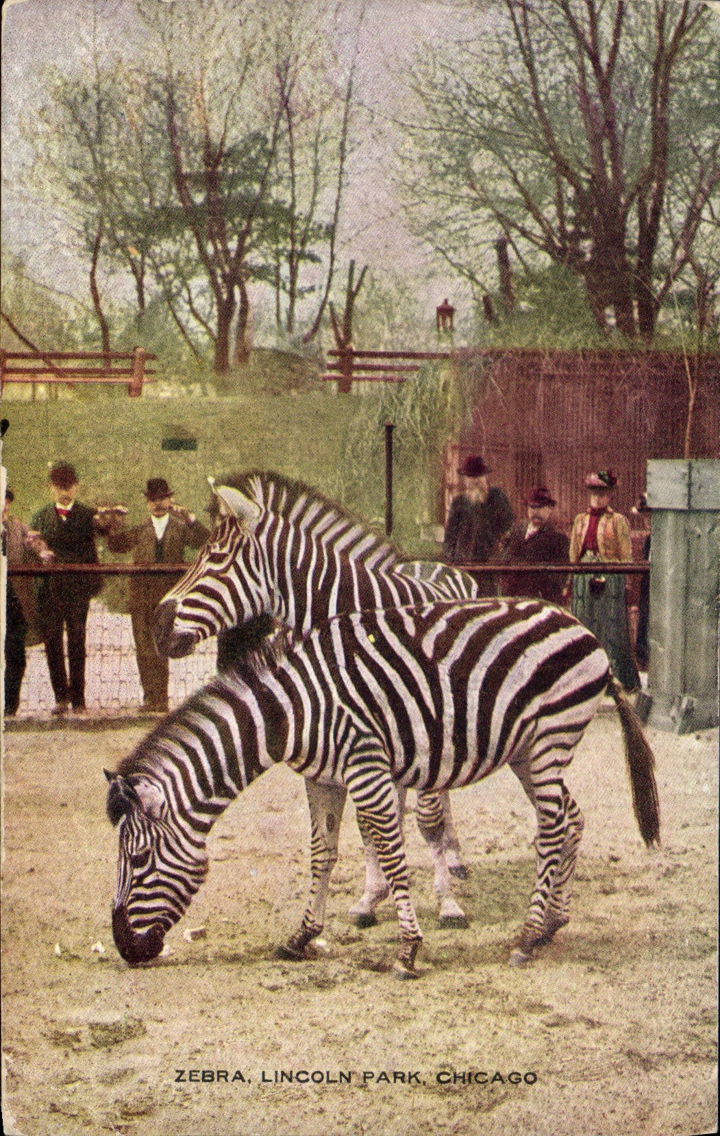 Vintage Postcard Streaked Lincoln park Chicago