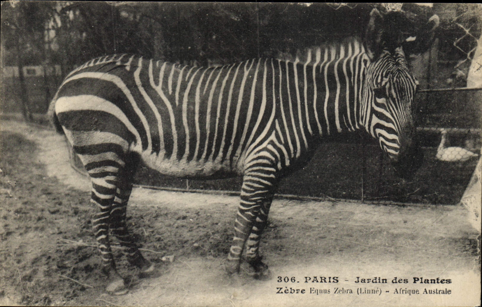 CPA Paris Jardin des Plantes Zebre Afrique Australe 