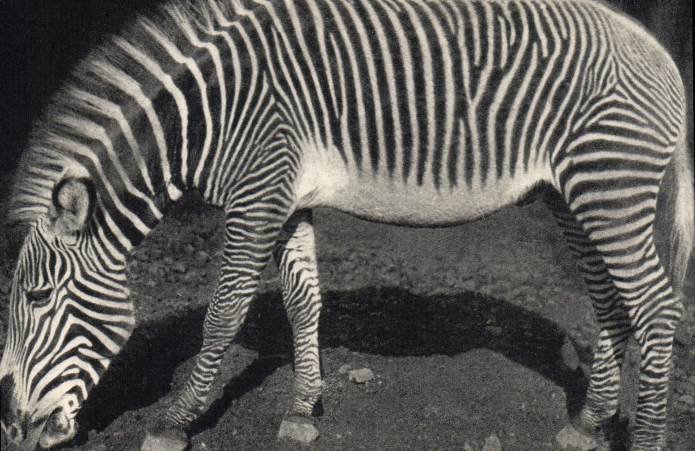 CPA Museum National d'Histoire Naturelle Parc zoologique du bois de Vincennes Paris Zebre de Grevy 