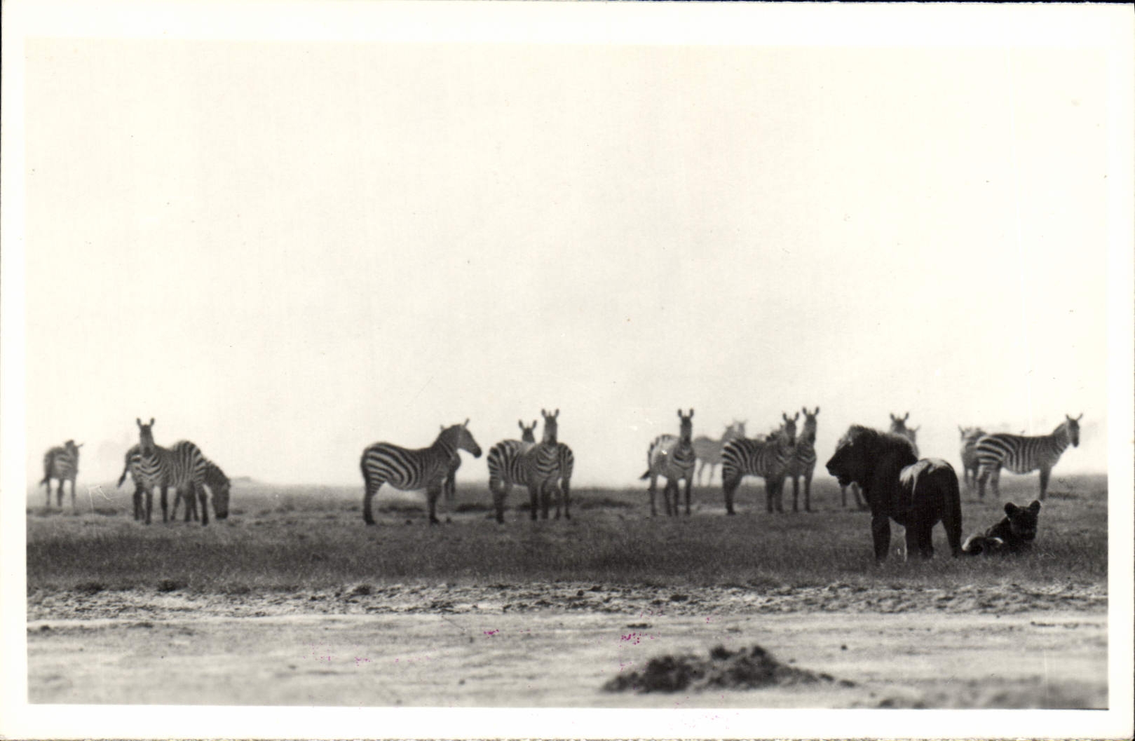 Vintage Postcard Kenya Uganda Tanganyka Zebres Streaks