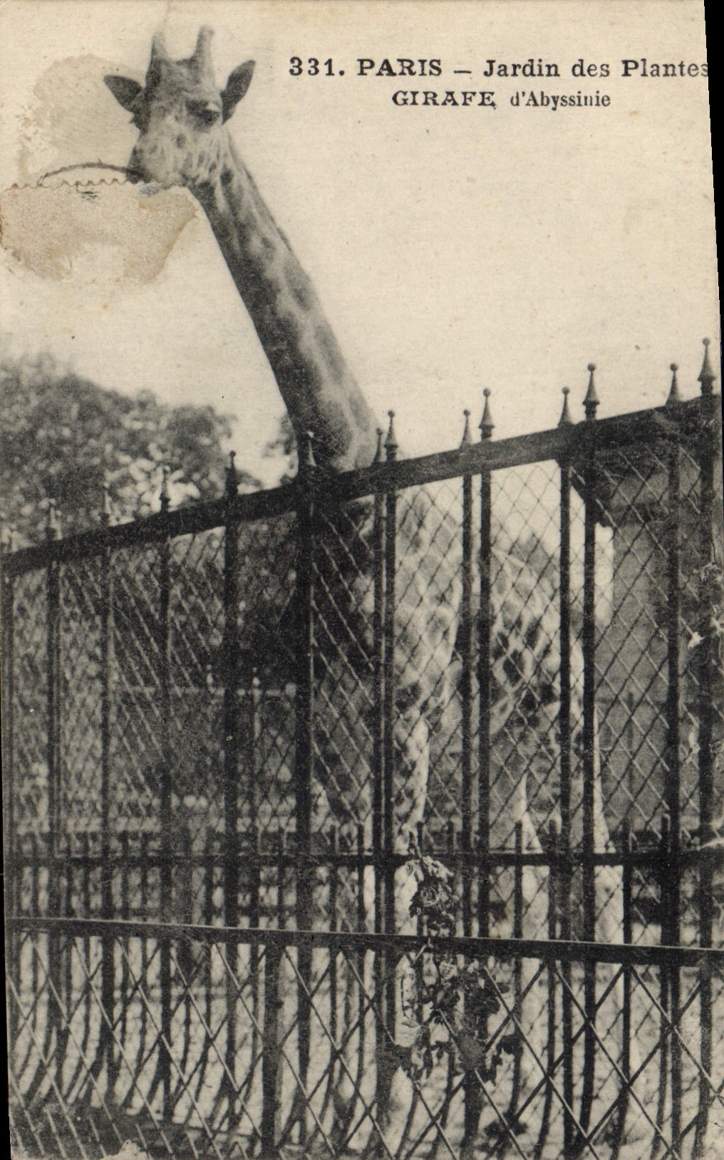 CPA Paris Jardin des Plantes Girafe d'Abyssinie 