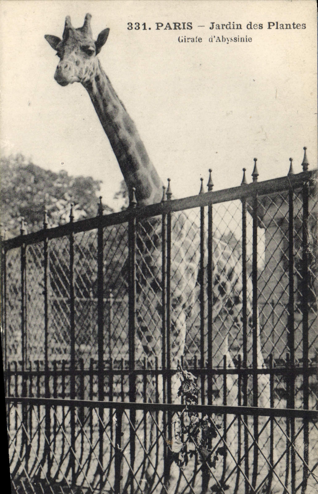 CPA Paris Jardin des Plantes Girafe d'Abyssinie 