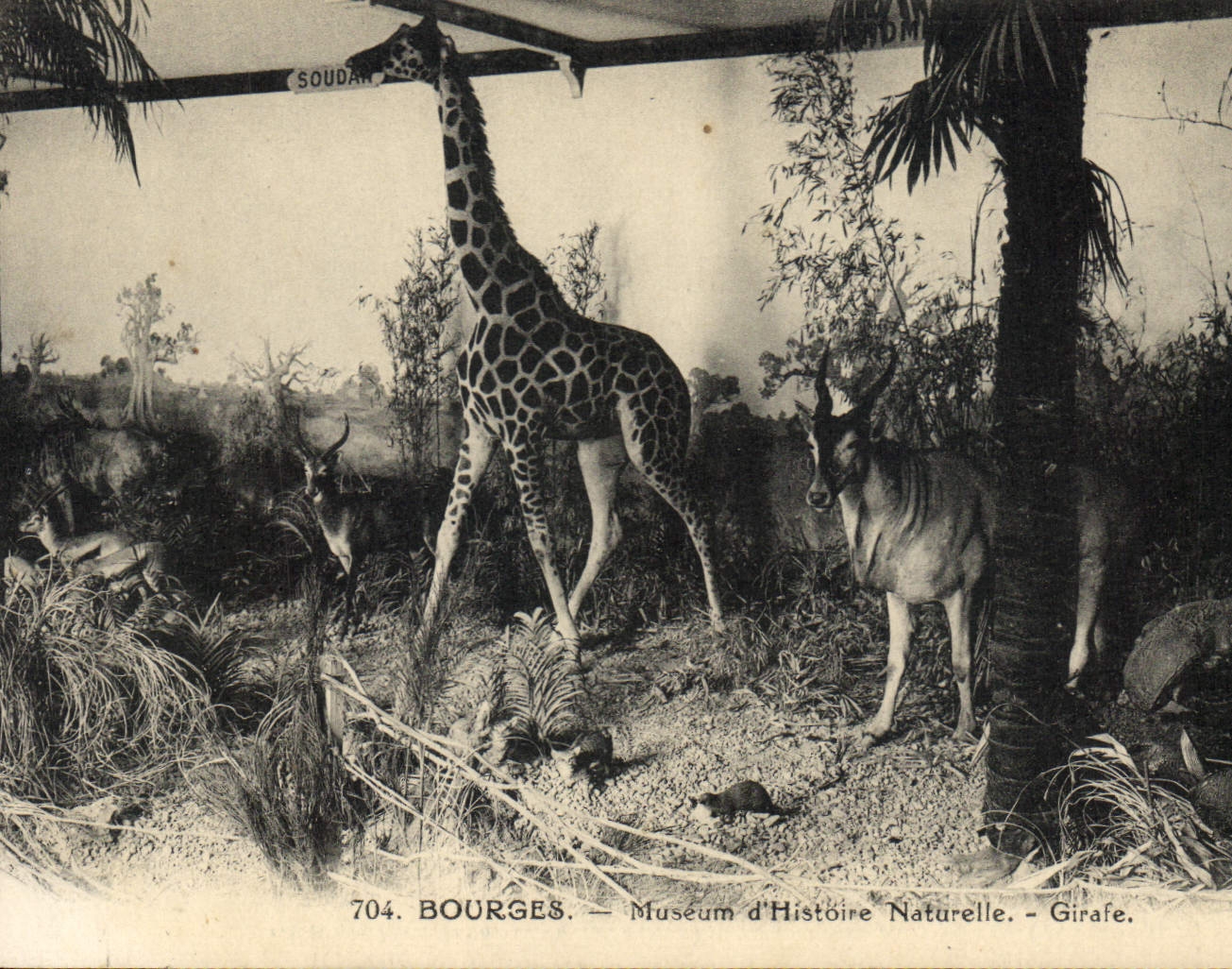 CPA Bourges Museum d'Histoire Naturelle Girafe 