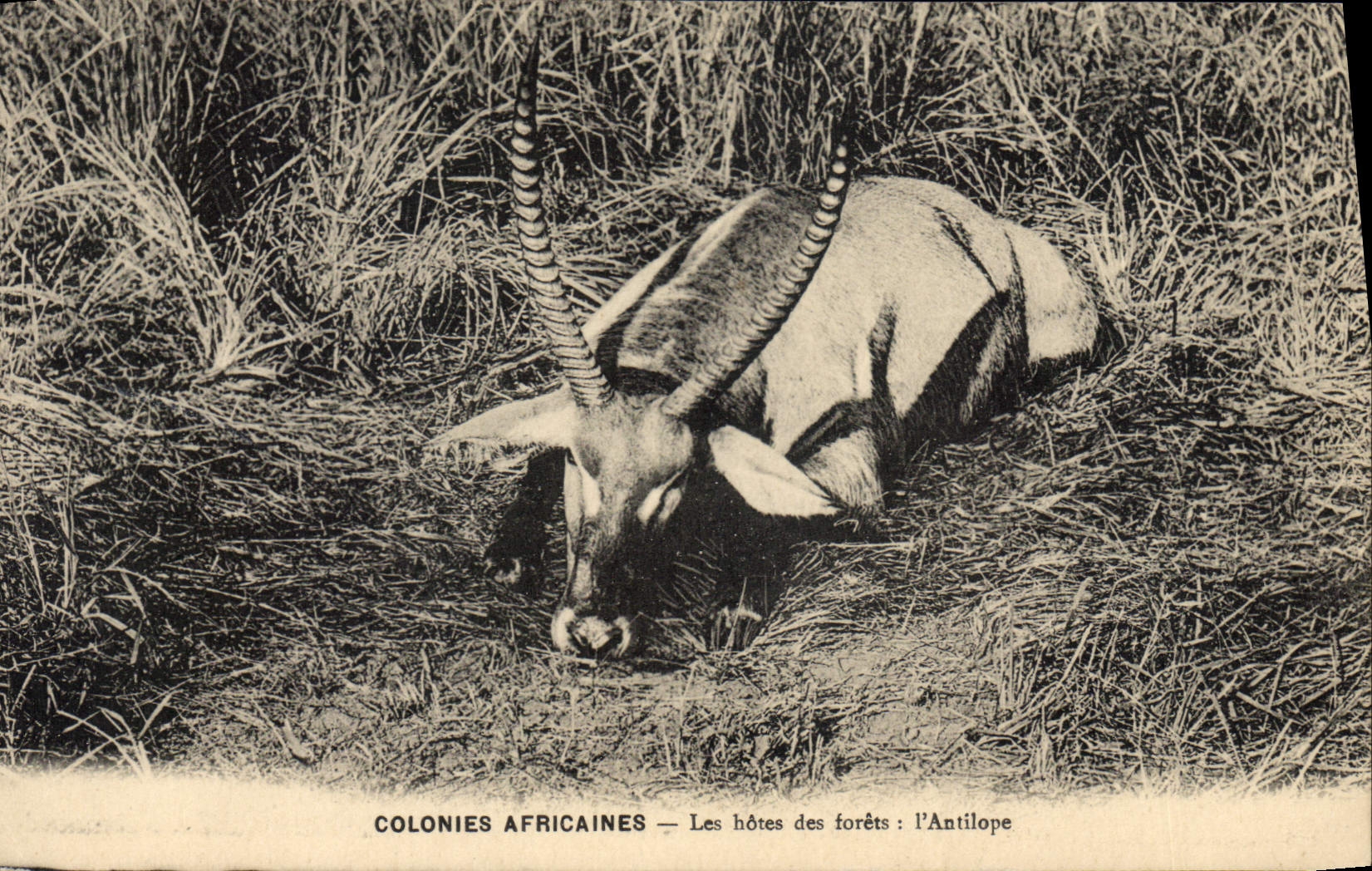 CPA Colonies africaines Les hotes des forets L'antilope 