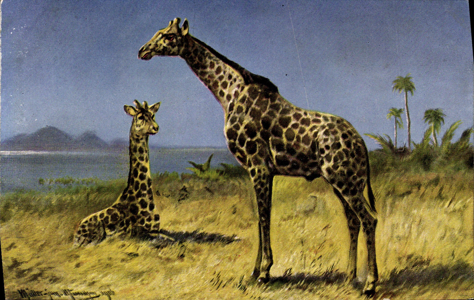 Vintage Postcard Giraffe Giraffes