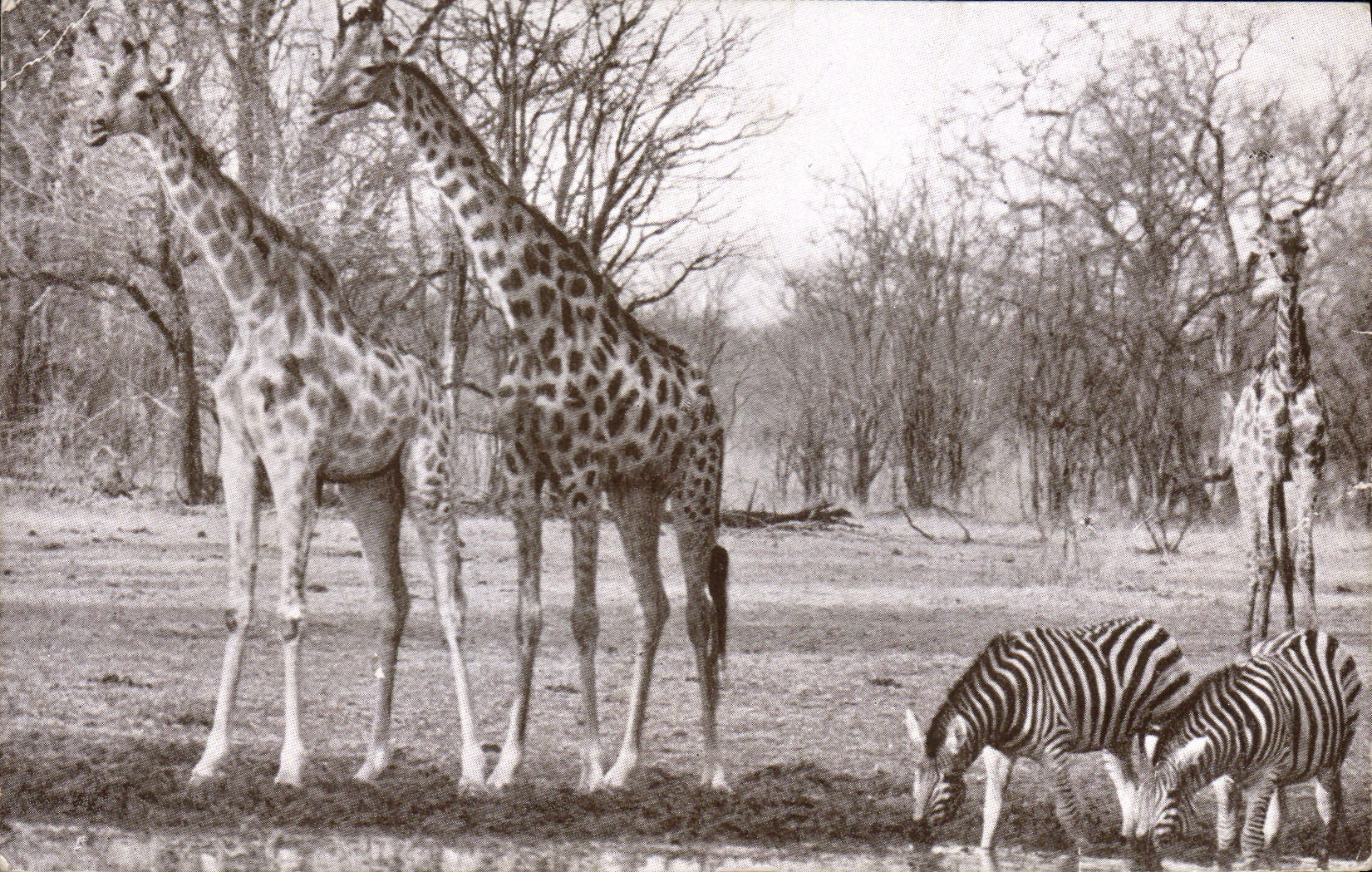 CPA Giraffe and zebra 