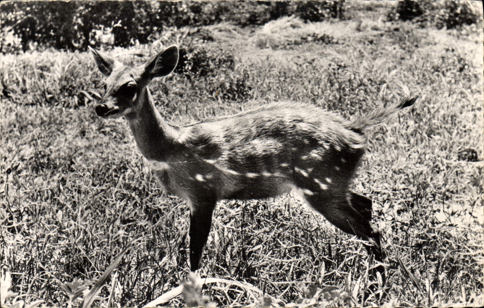 Modern Postcard African wildlife Antelope Cob de Buffon