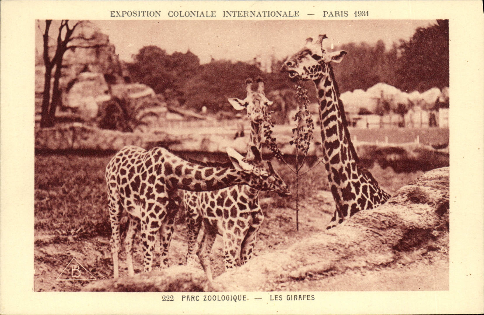 CPA Paris Exposition coloniale internationale 1931 Parc zoologique Les girafes