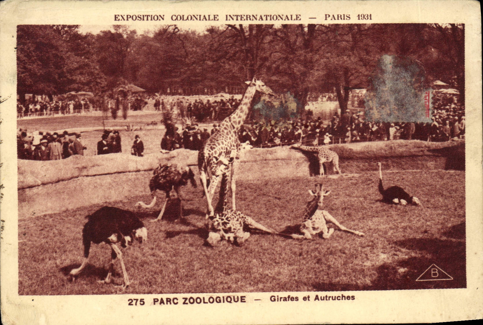 CPA Paris Exposition coloniale internationale 1931 Parc zoologique Girafes et autruches