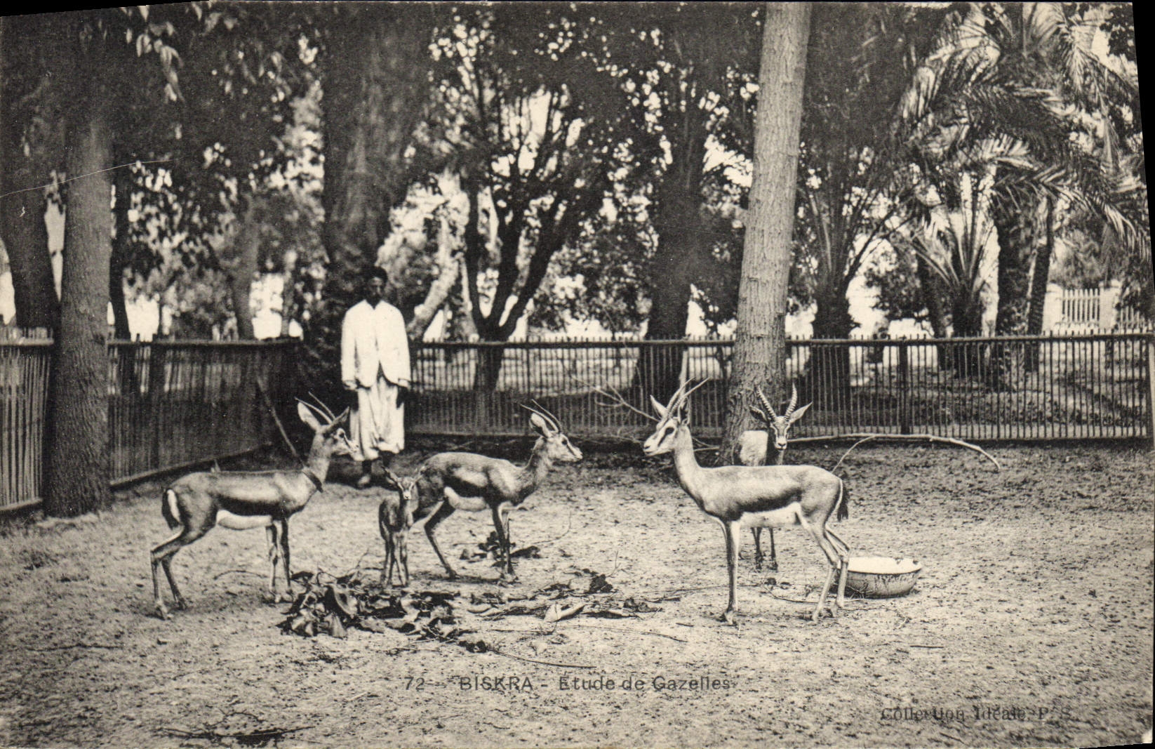 Vintage Postcard Biskra Study of gazelles