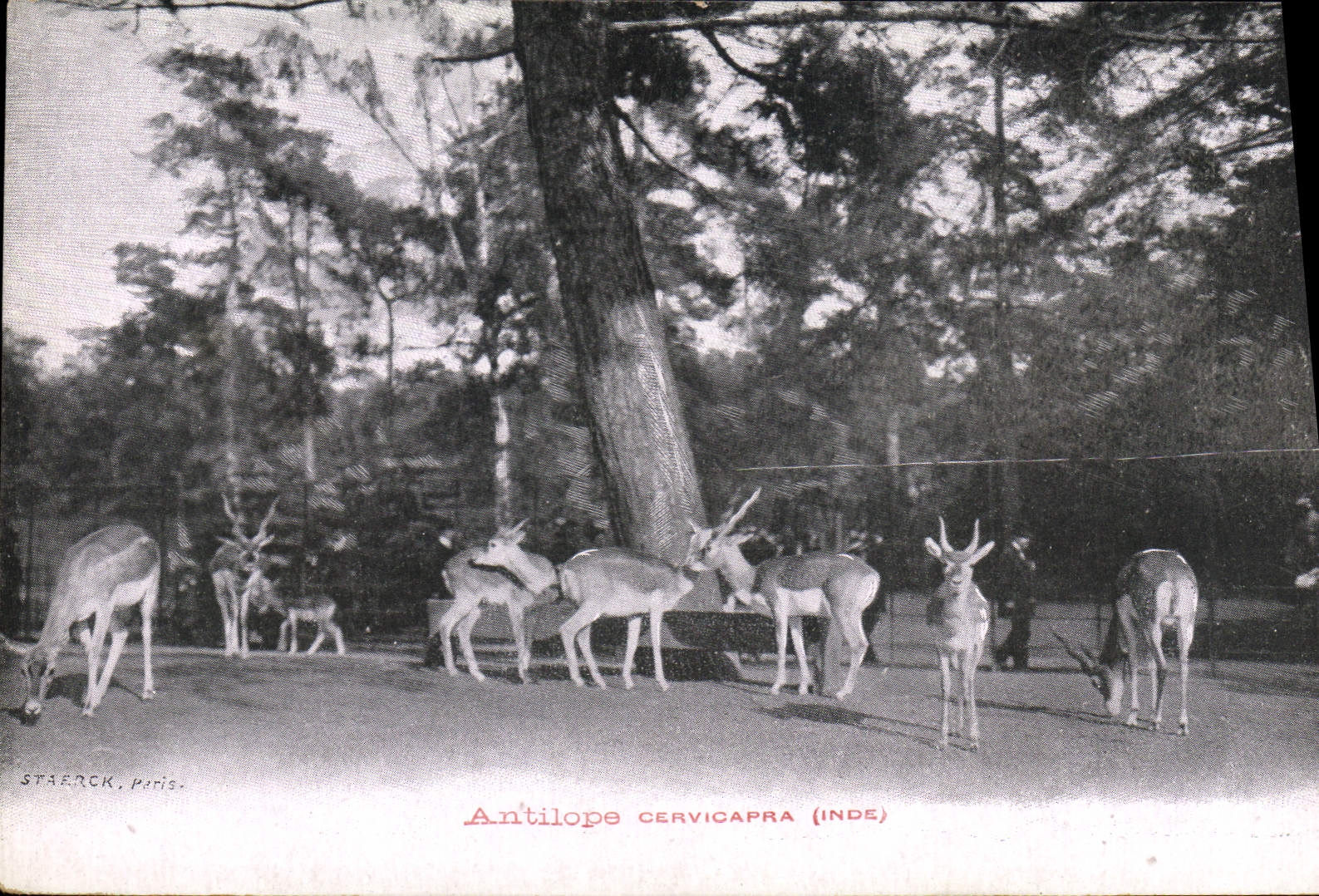 Vintage Postcard Antilope will cervicapra Indre