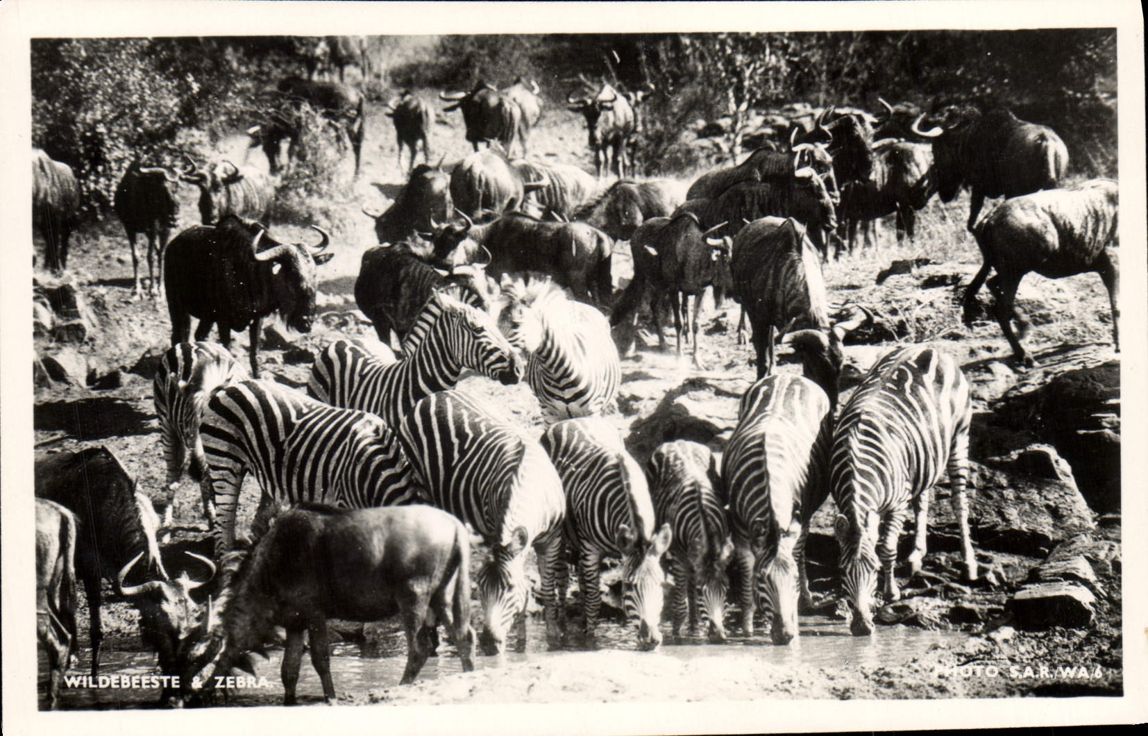 Vintage Postcard Wildebeeste & Streaked