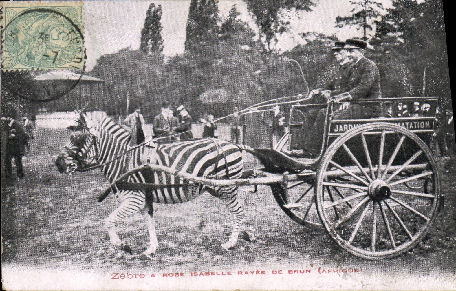 Vintage Postcard Streaks & Rose Isabelle rayee brown Africa