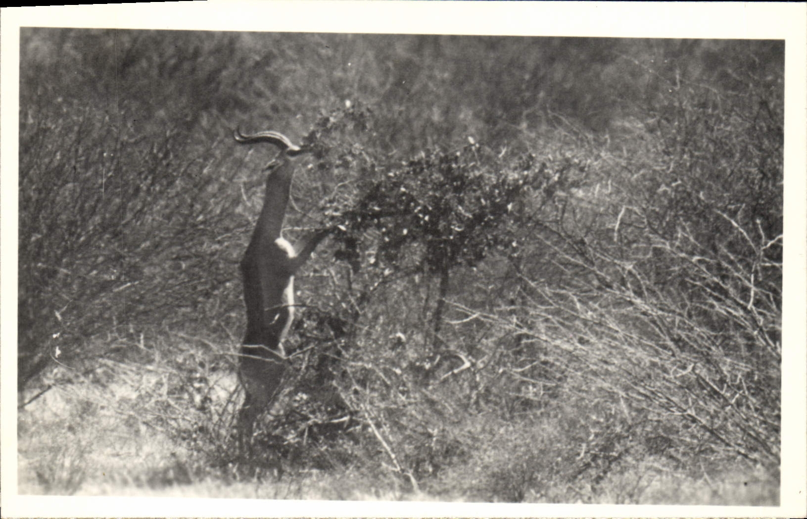 Vintage Postcard Kenya Uganda Tanganyka Antelope
