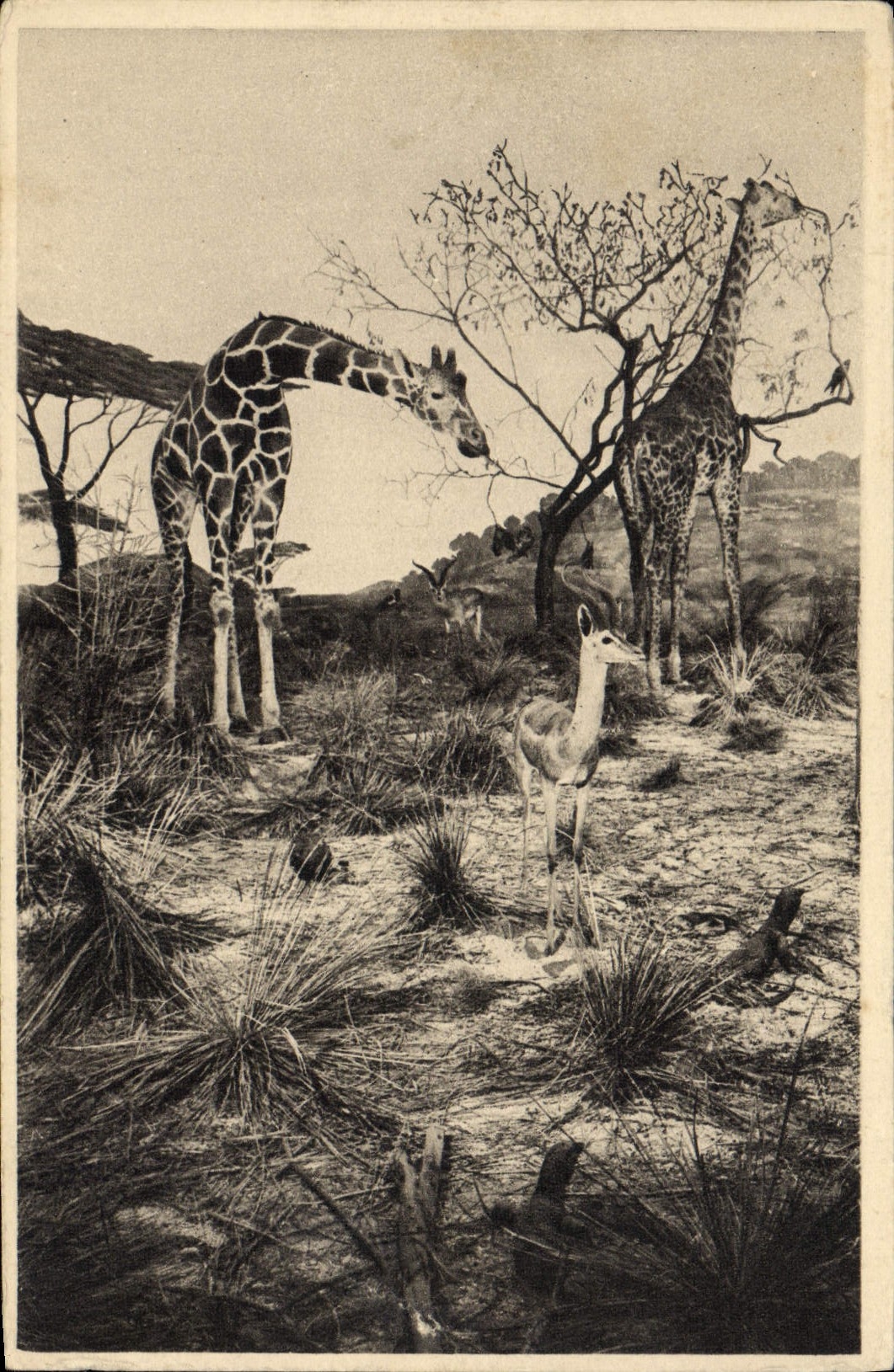 CPA Galeries du Duc d'Orleans Girafes