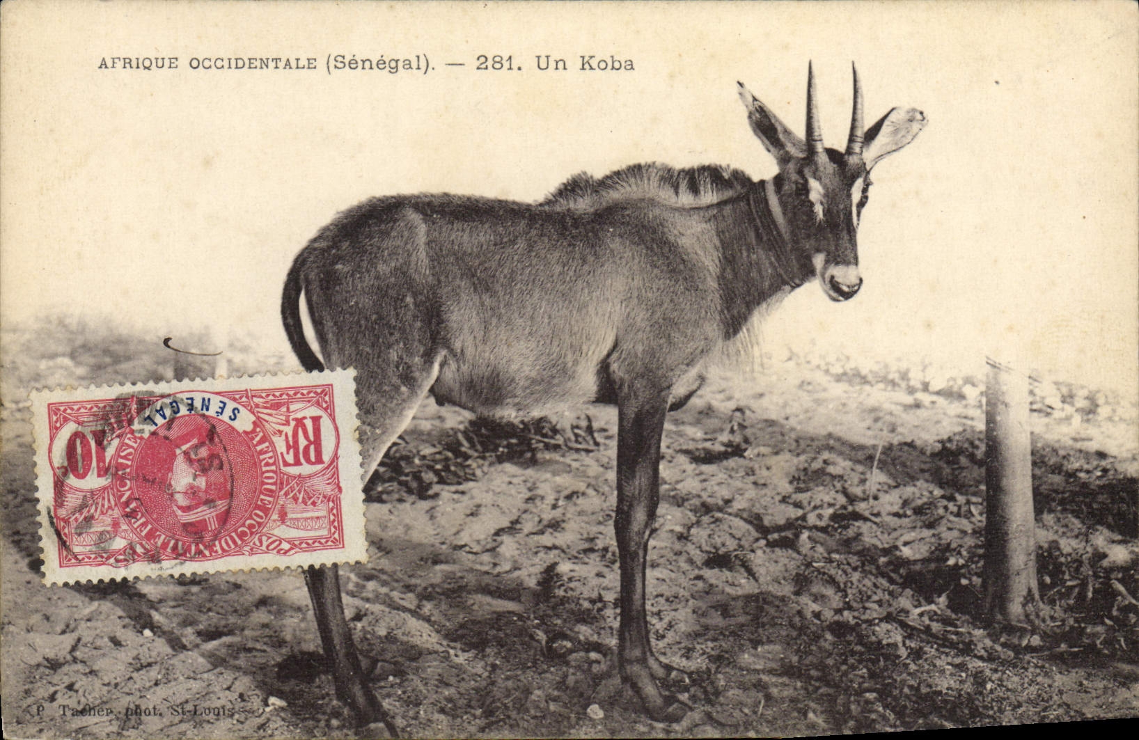 Vintage Postcard Senegal West Africa a koba