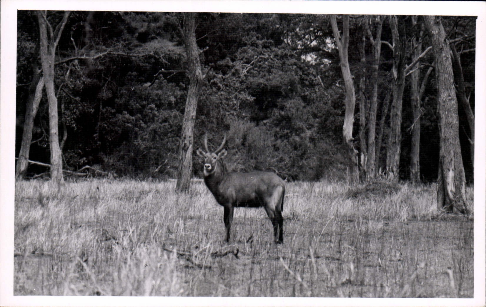 Vintage Postcard Kenya
