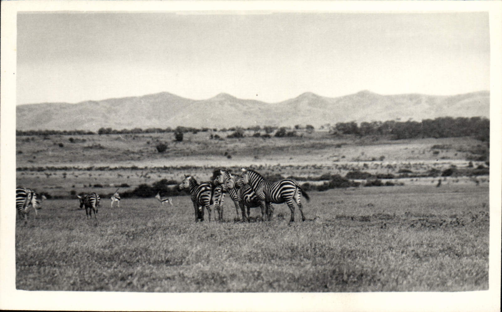 Vintage Postcard Kenya Streaks