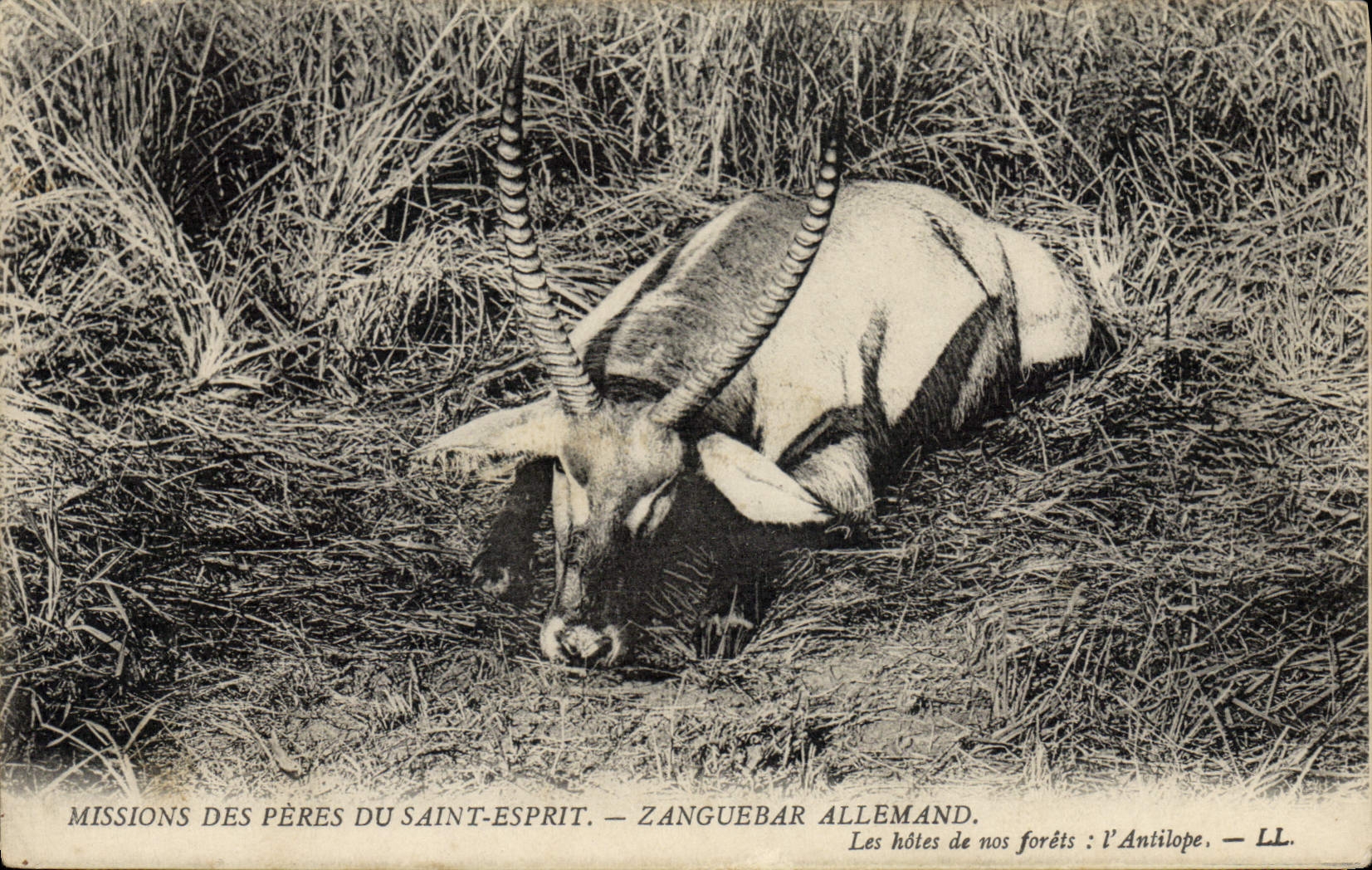 Vintage Postcard Missions of the Fathers Saint German Zanguebar Spirit hosts of our drills the antelope