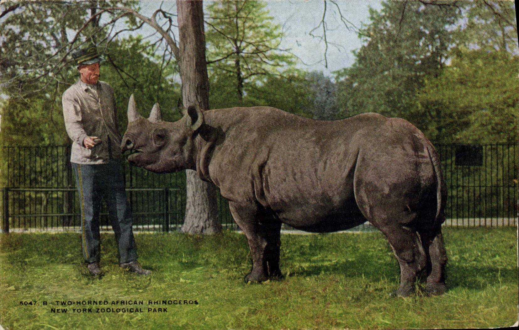 CPA New York Zoological Park Two horned African Rhinoceros 